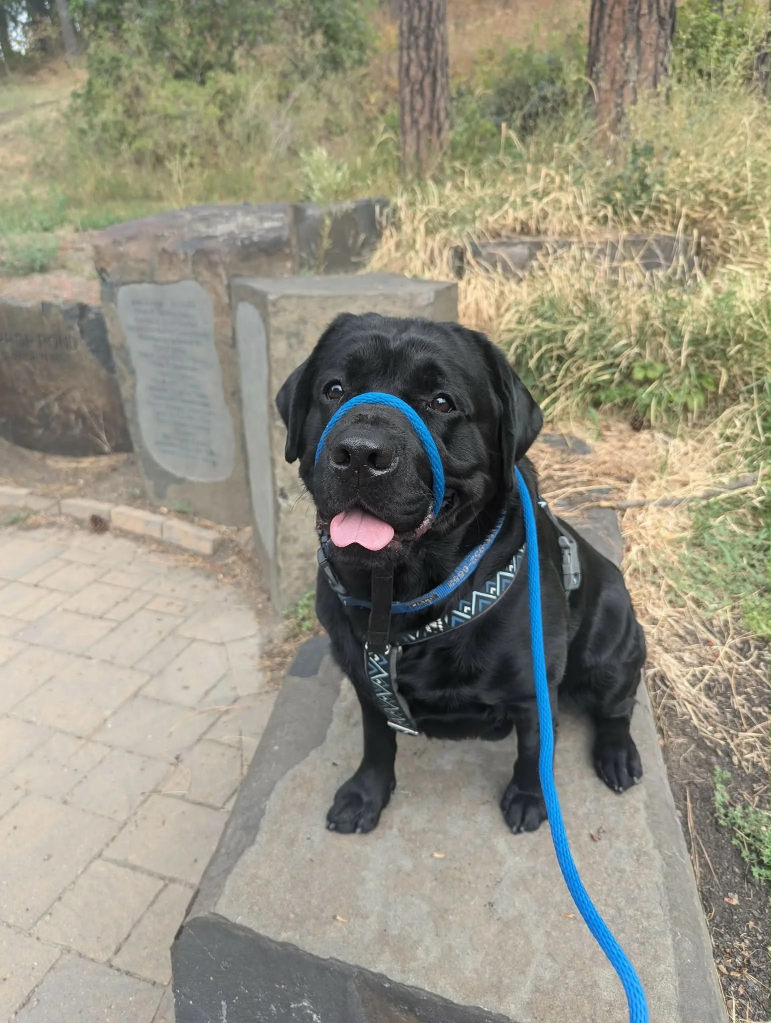 Dog sitting on stone block