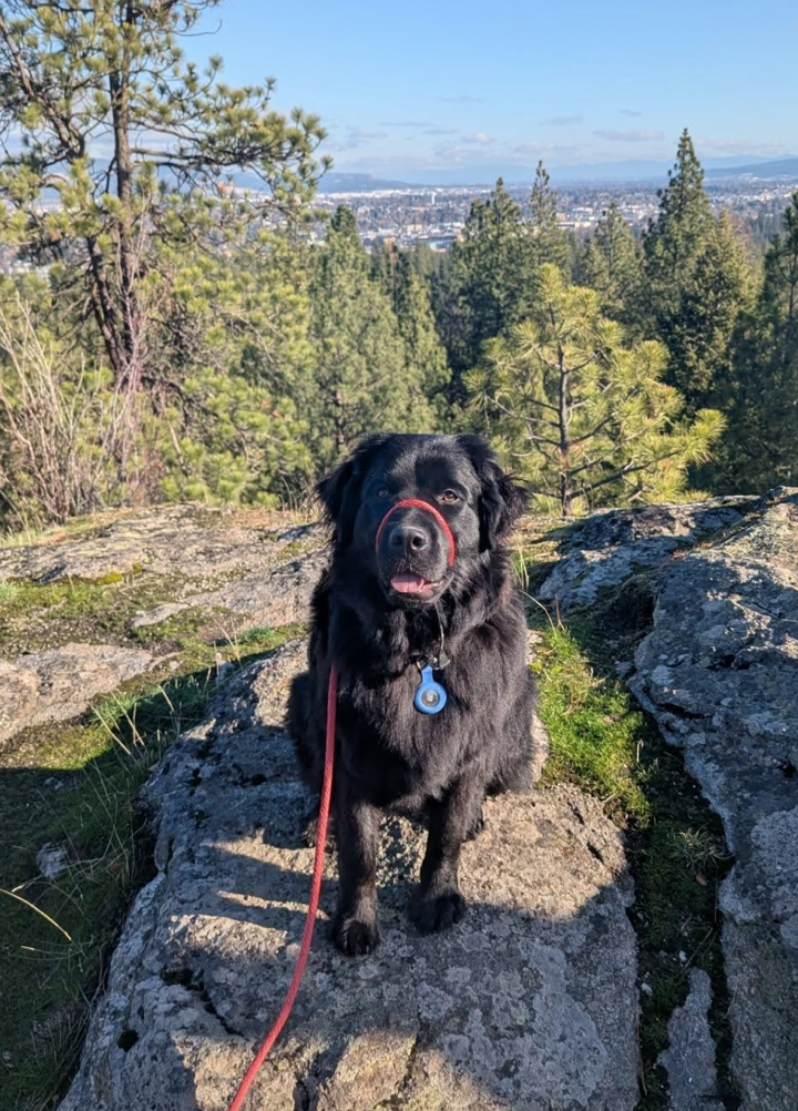 Black lab on a mountain