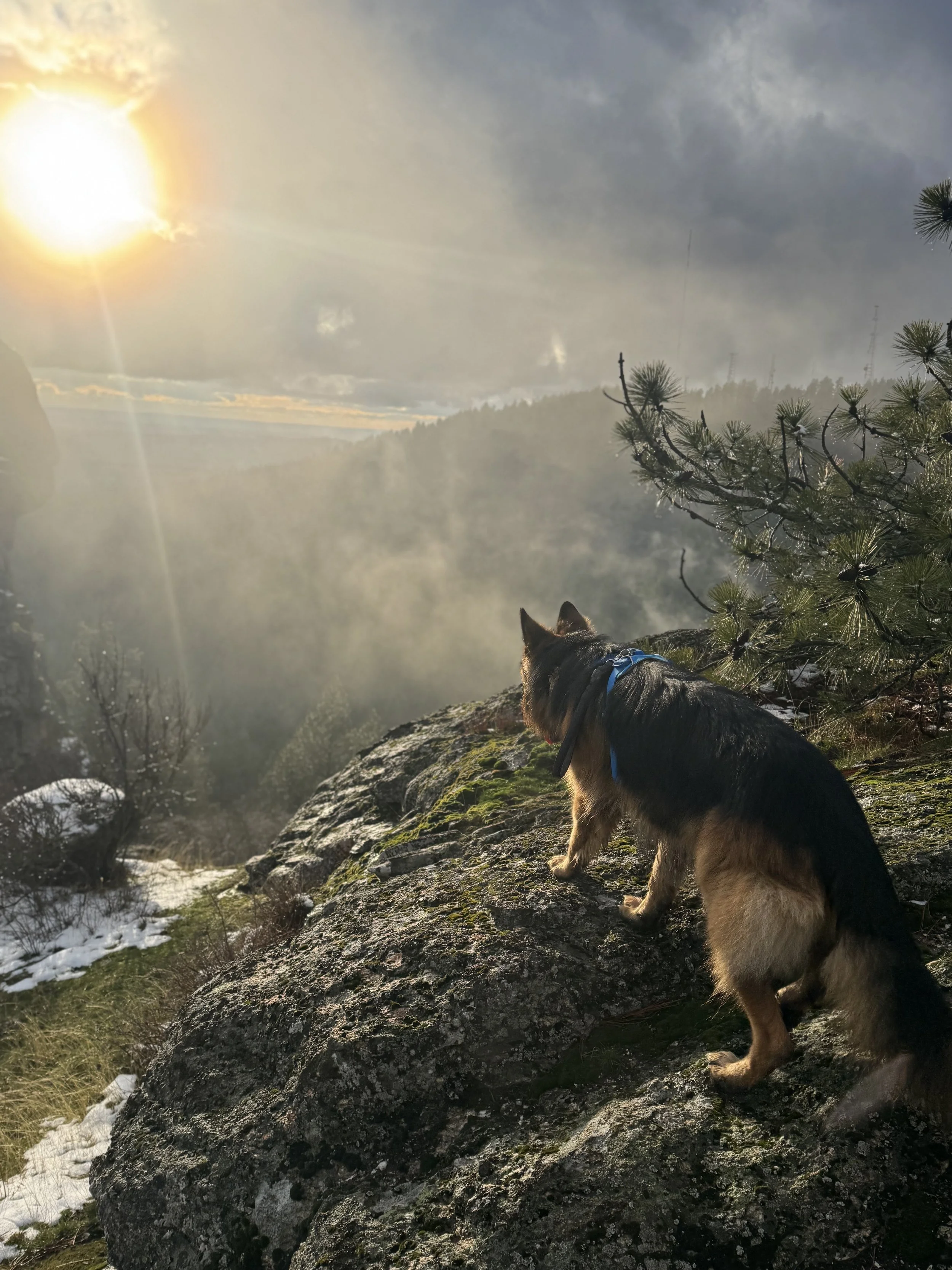 Dog and a sunrise