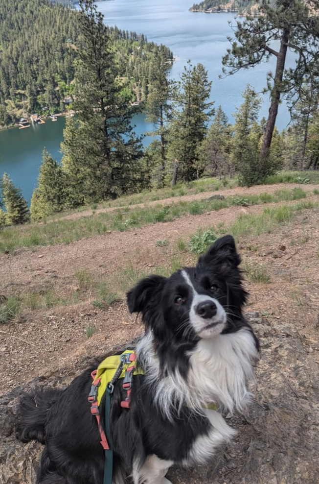 Collie on a mountain