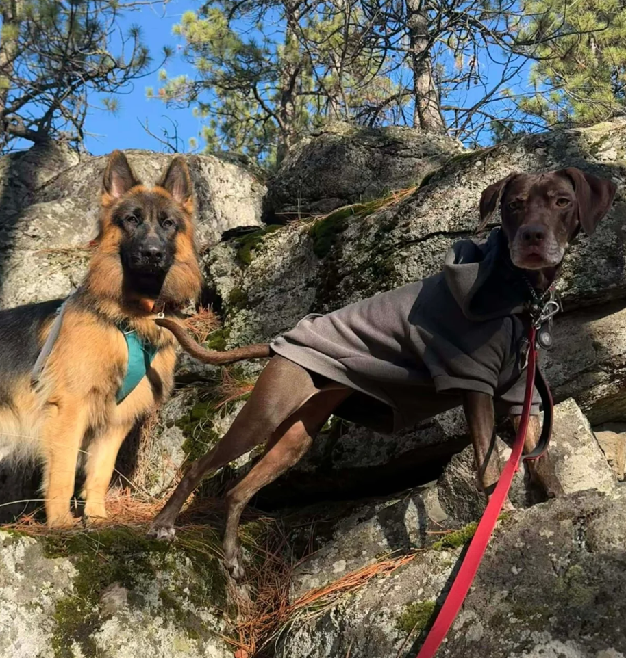 Two dogs on a hike