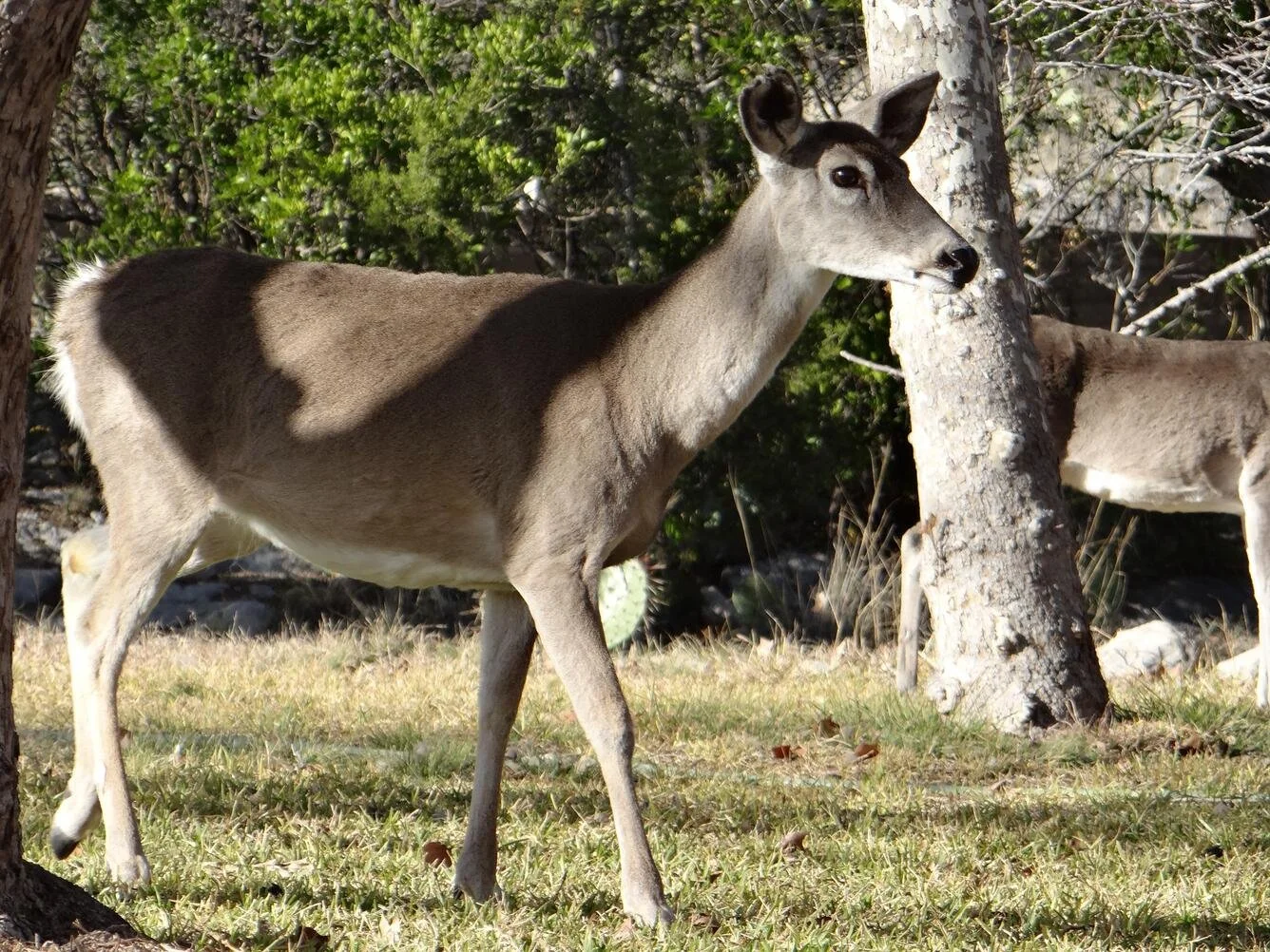 Catalina Deer Cull: Another Sidney Island Assault?