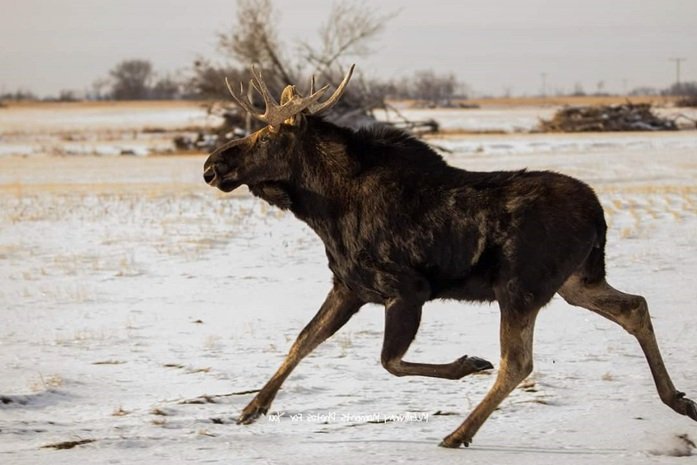 SASKY MAN FIGHTS OFF MOOSE