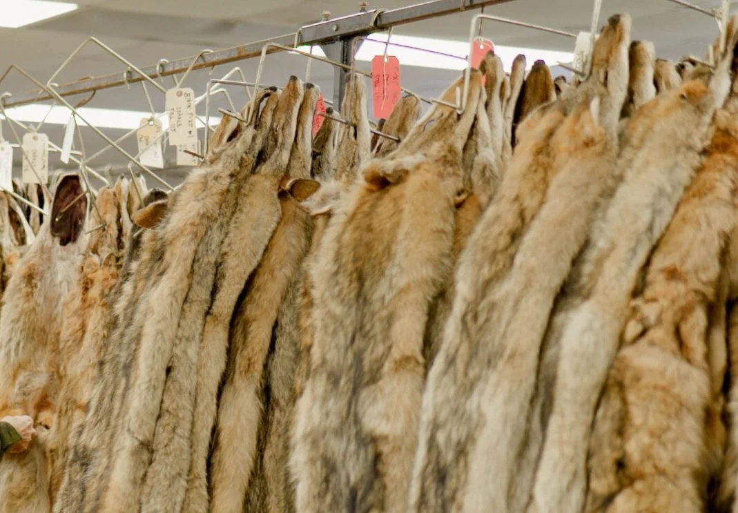 TAKE ACTION - FUR TRADE IN TROUBLE