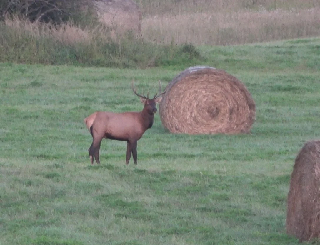 Questions and Concerns Raised Over Saskatchewan’s Elk Depredation Tag Program