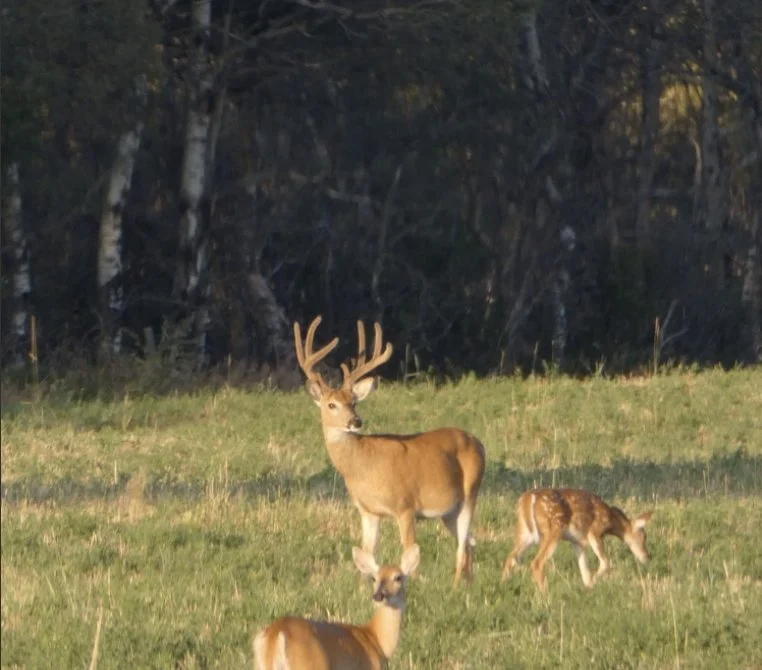 Alberta Hunter Fined for Manipulating Saskatchewan Big Game Draw