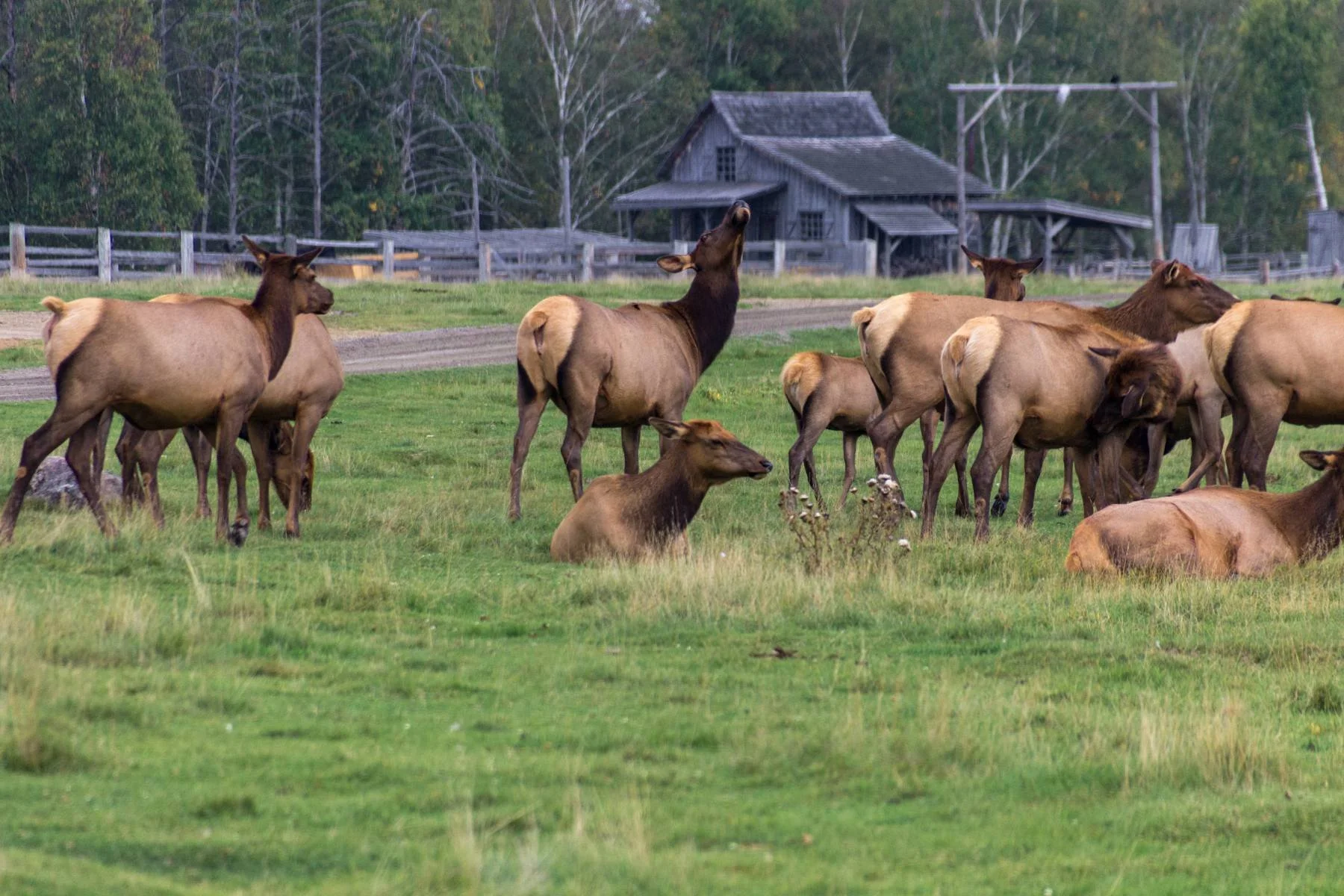 Farmers fed up with Elk