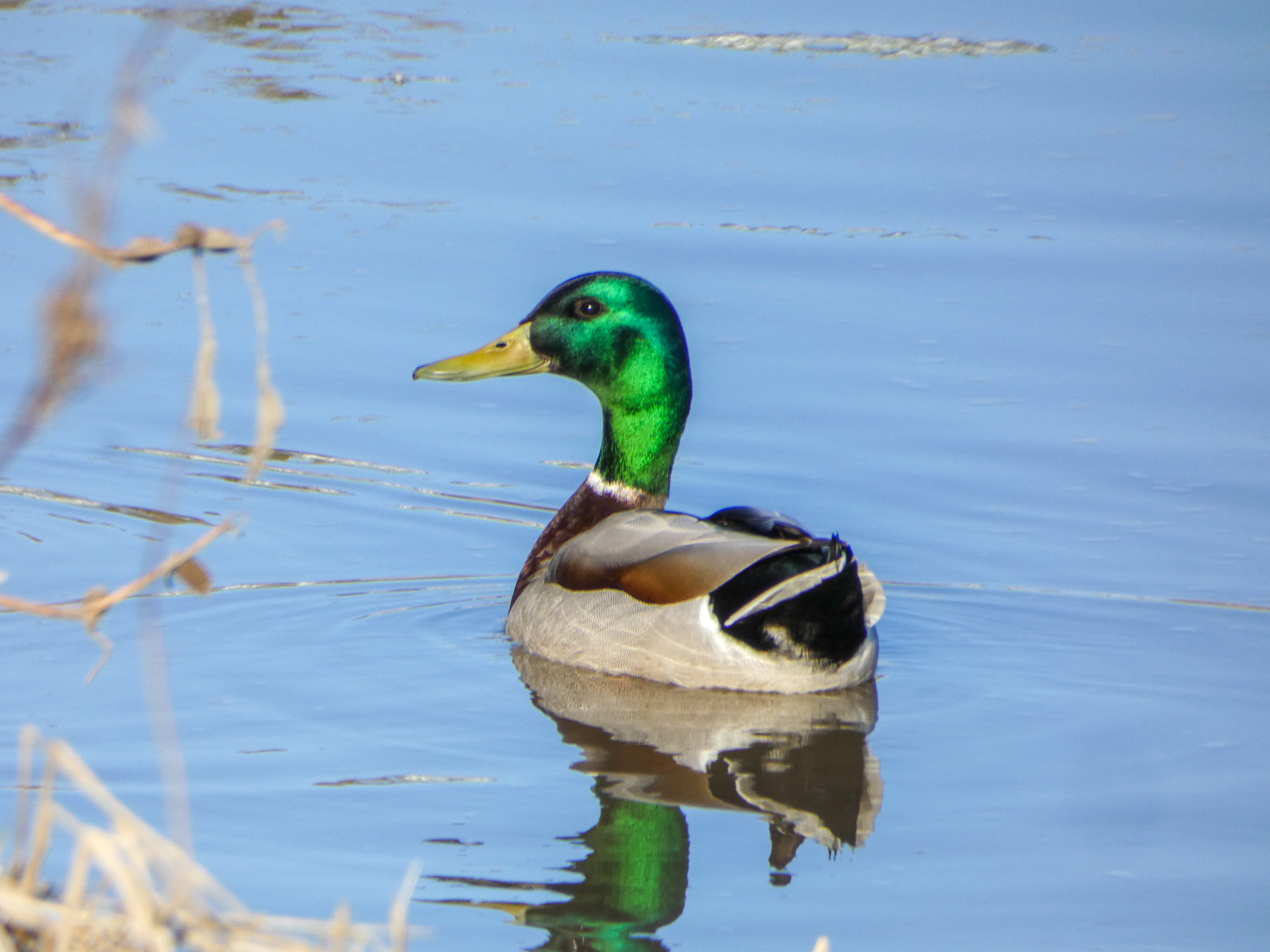 Saskatchewan’s Waterfowl Hunting Changes: What You Need to Know