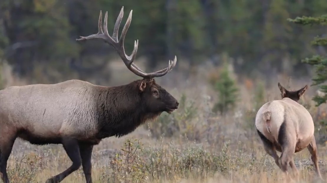 Does saskatchewan really have a elk problem?