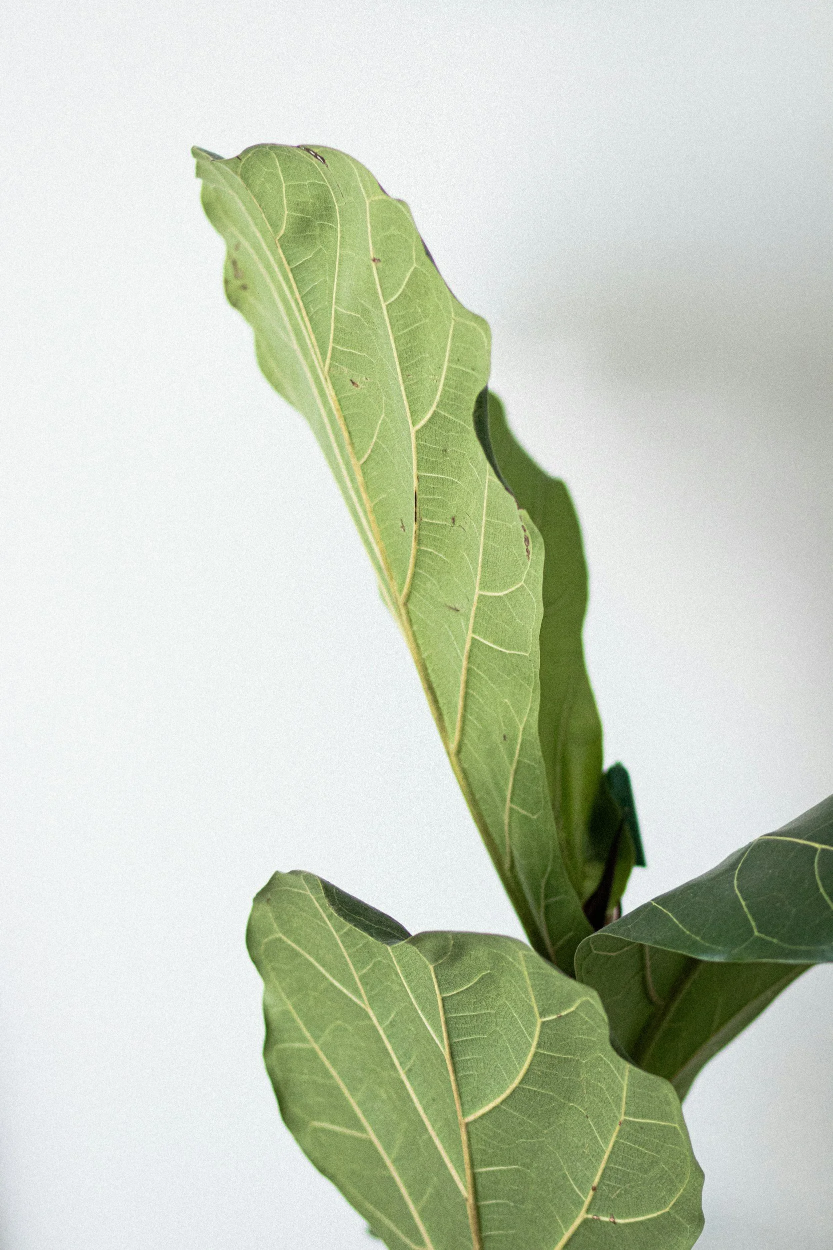 What Does It Mean to Find Your Path to Wholeness? 