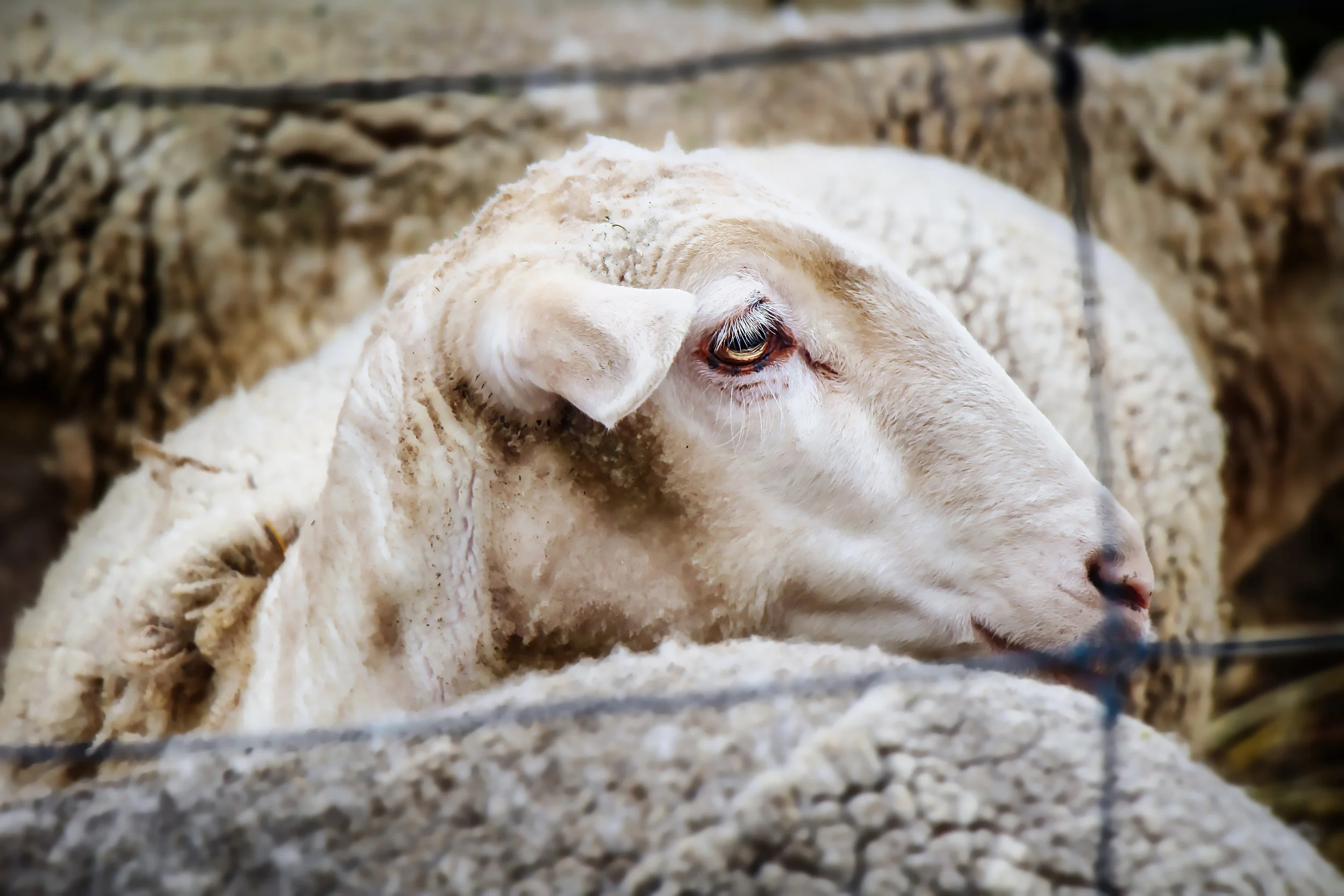 Close-up of a white sheep resting on rocks, with its eye gazing forward in Waco, Texas.