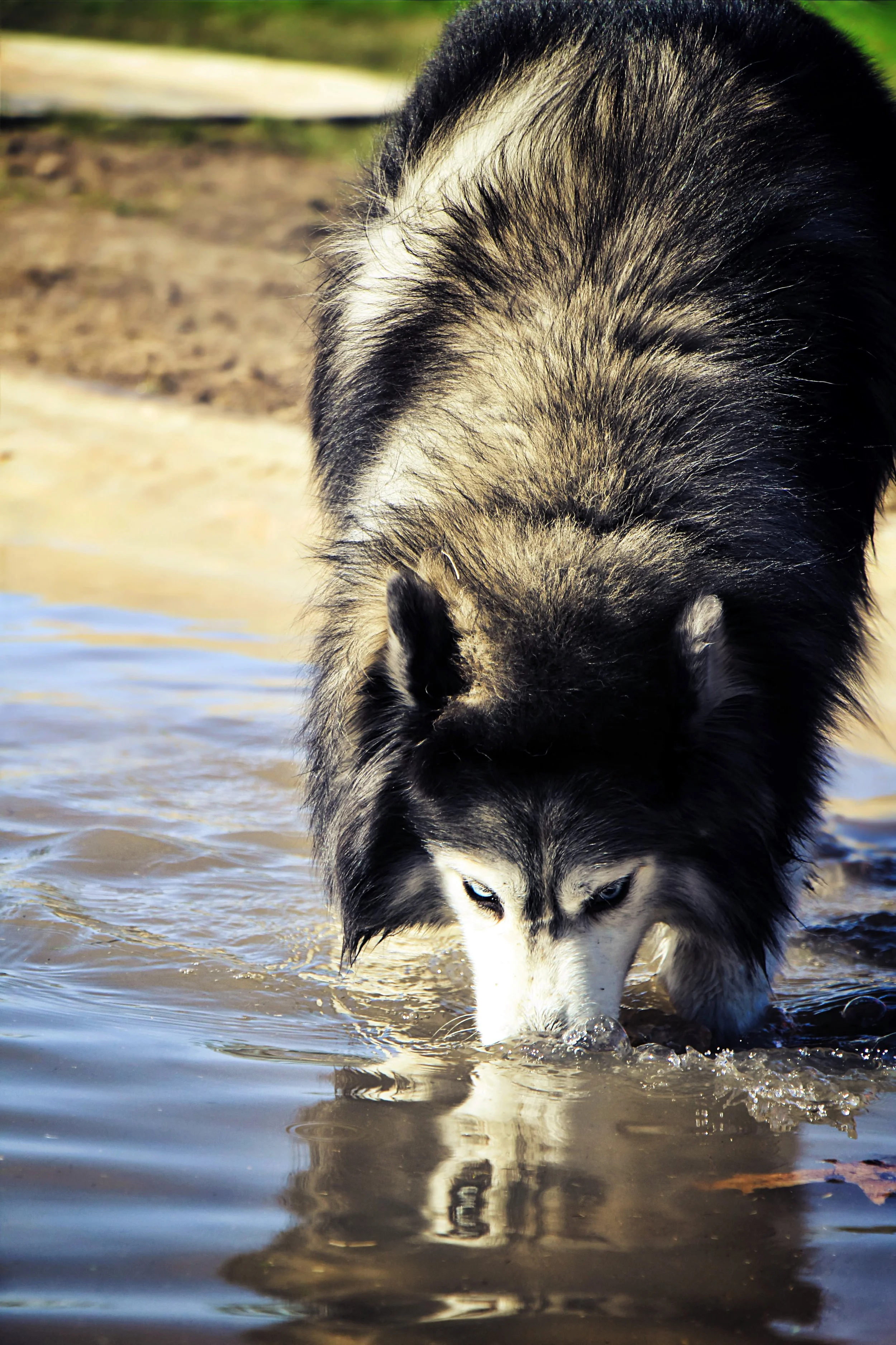 A Siberian Husky dog drinking water from a lake or pond.