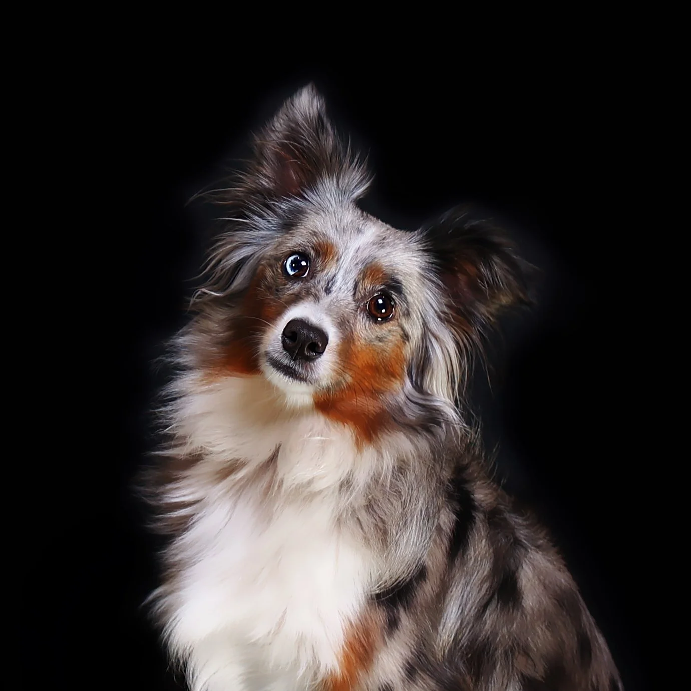 A Fine Art picture portrait of a colorful Australian Shepherd dog with heterochromatic eyes, one blue and one brown, against a black background.
