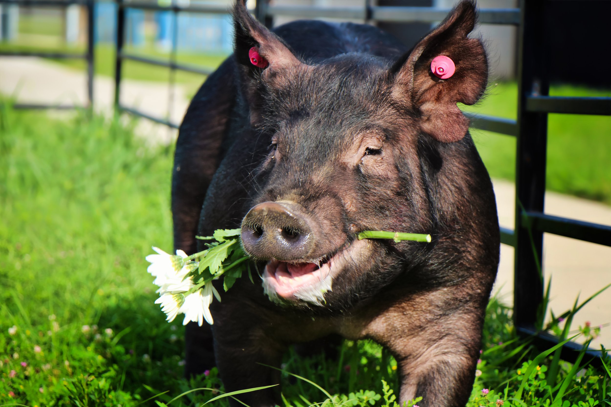 A happy black pig with pink ear tags chewing on a leafy green plant while standing on green grass in an outdoor setting in Moody, Texas..