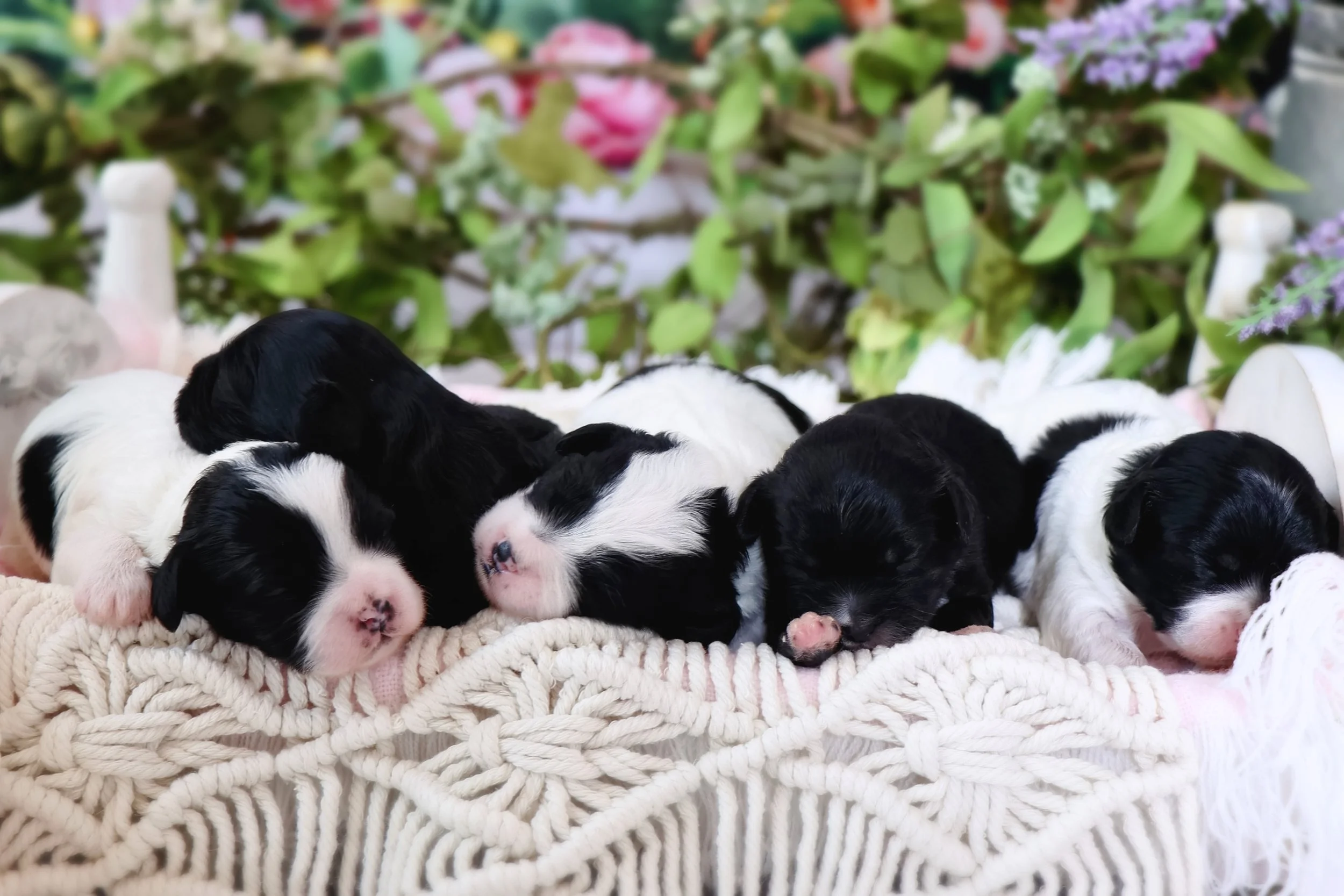 Six black and white puppies sleeping on a cream-colored knitted blanket, with green foliage and purple flowers in the background in Temple, Texas.