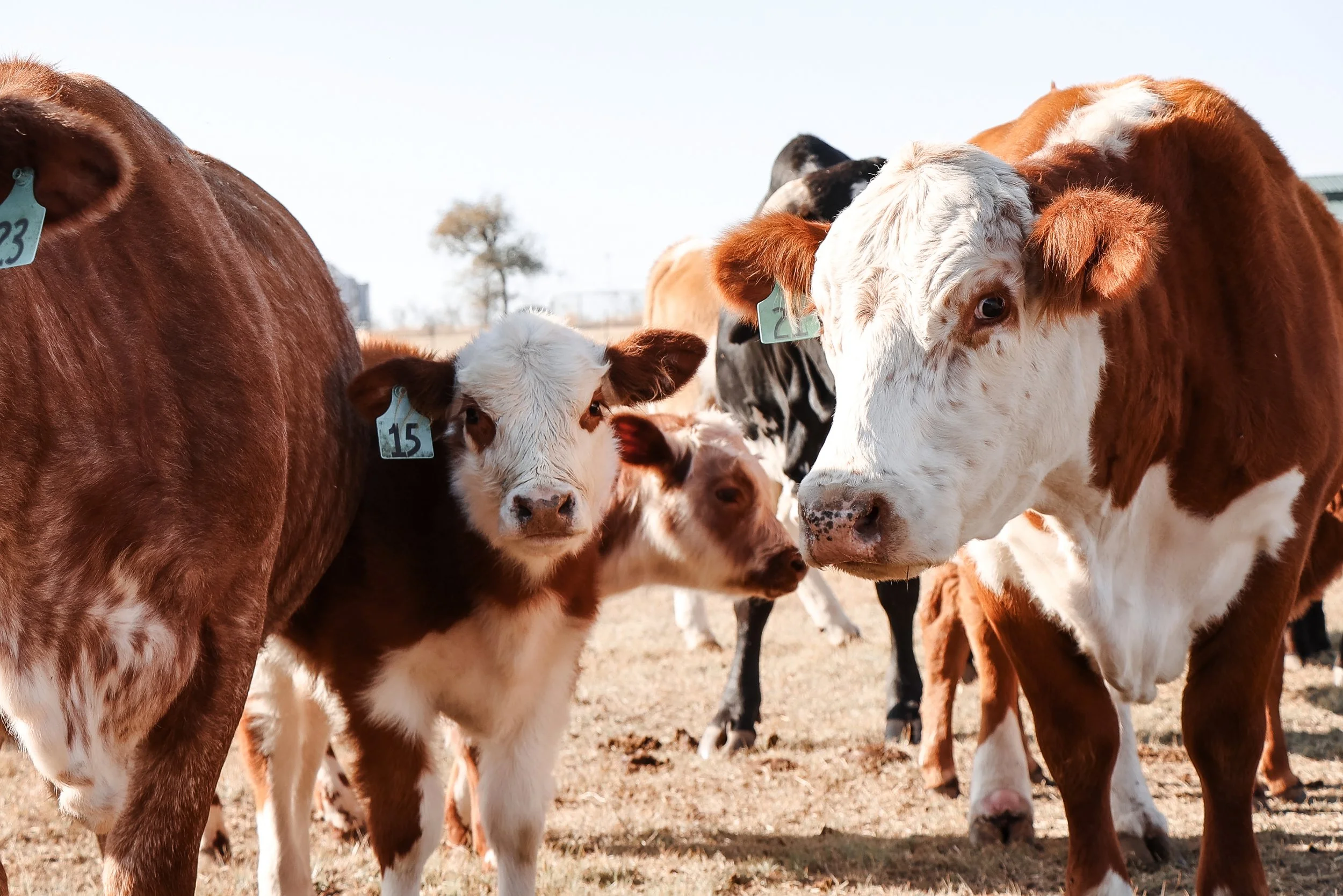 Group of calves and cows in a pasture with tags on their ears, under a clear sky in Mcgregor, Texas.