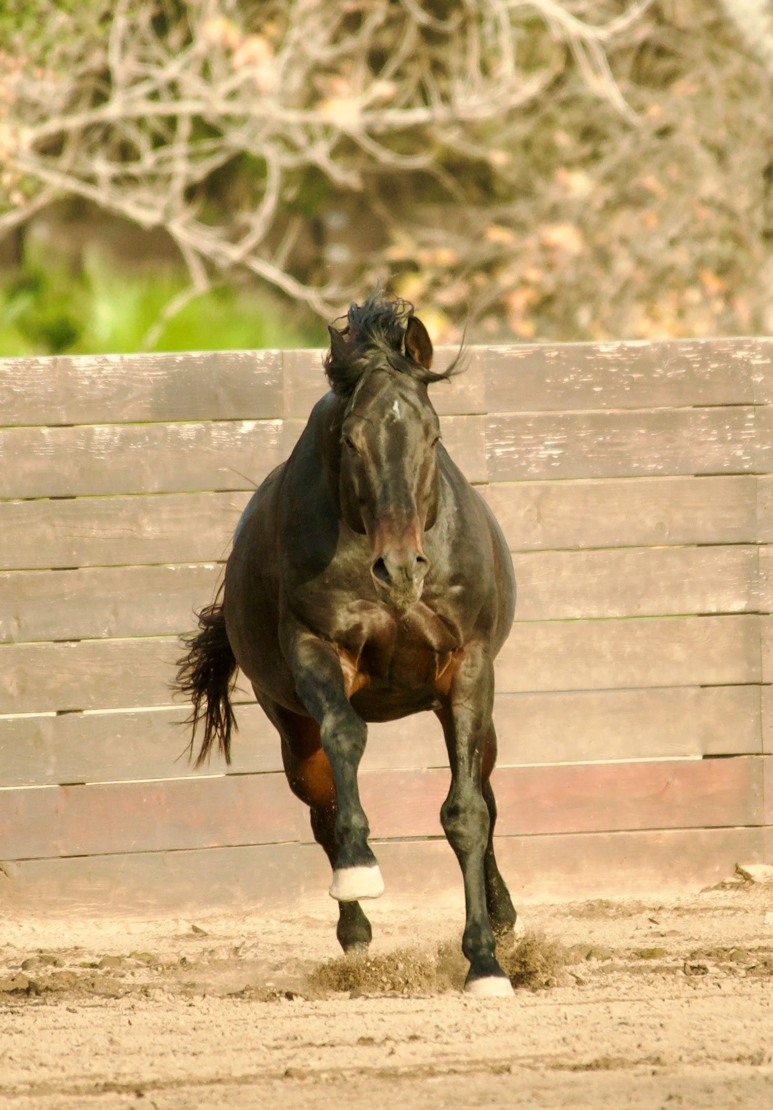 Machitos Gardel Argentine Polo Horse 3.jpg