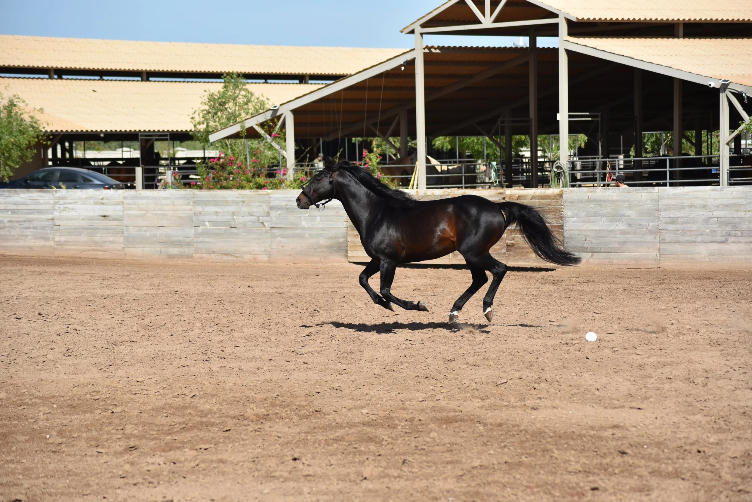 MACHITOS GARDEL POLO STALLION ARGENTINIAN LINEAGE ARGENTINE POLO PONIES 6.JPG