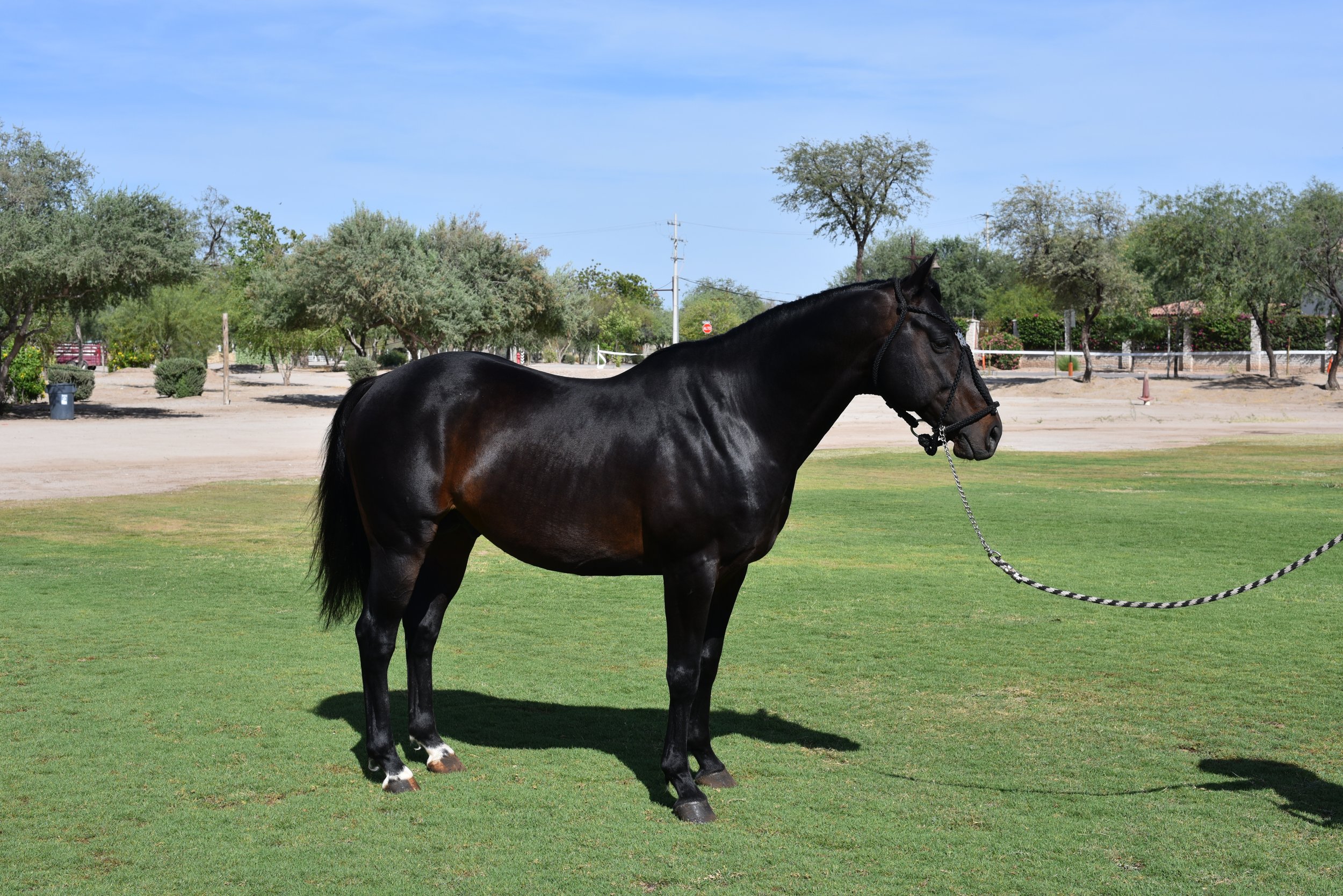 MACHITOS GARDEL POLO STALLION ARGENTINIAN LINEAGE ARGENTINE POLO PONIES 4.JPG