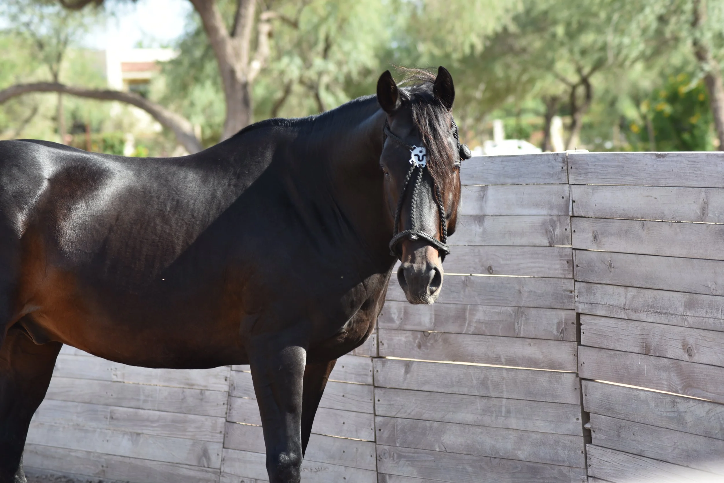 MACHITOS GARDEL POLO STALLION ARGENTINIAN LINEAGE ARGENTINE POLO PONIES 9.JPG