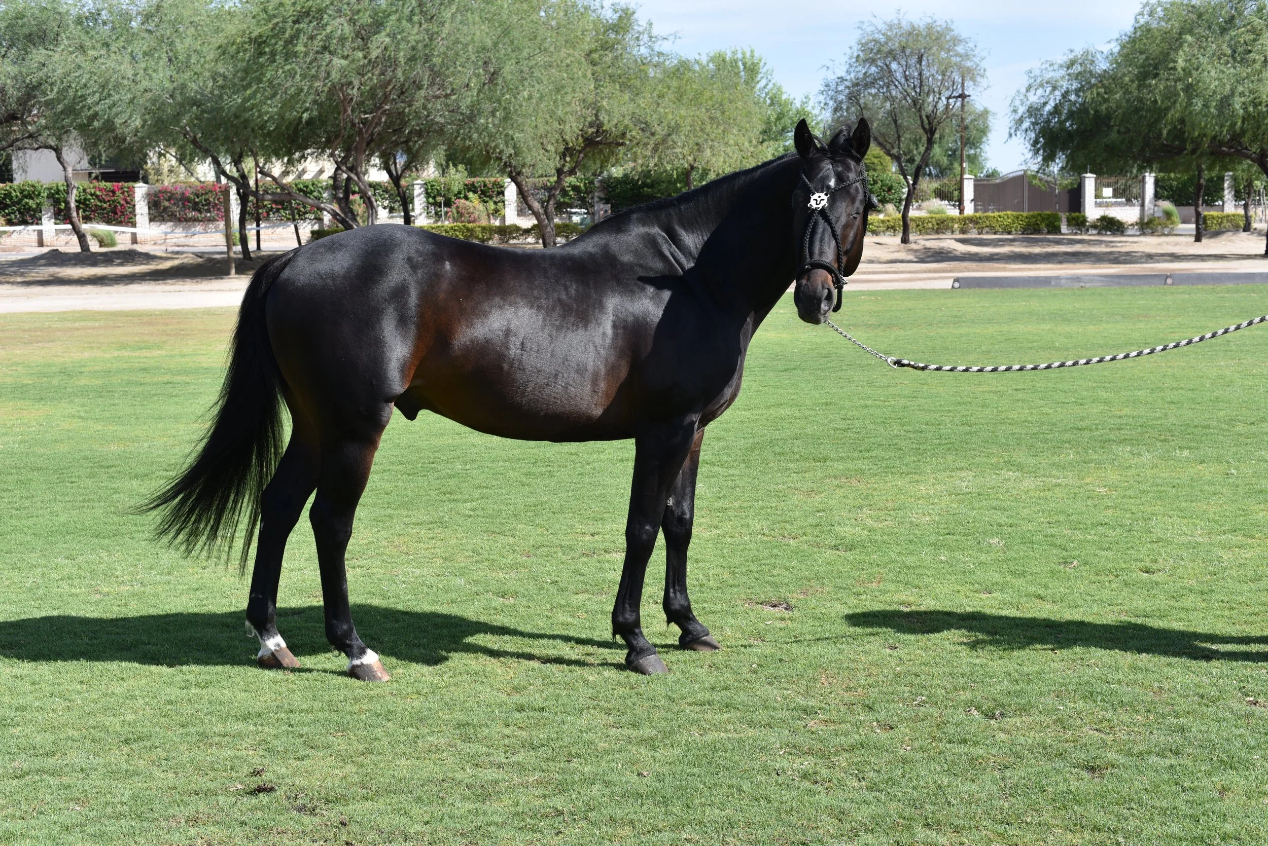 MACHITOS GARDEL POLO STALLION ARGENTINIAN LINEAGE ARGENTINE POLO PONIES 5.JPG