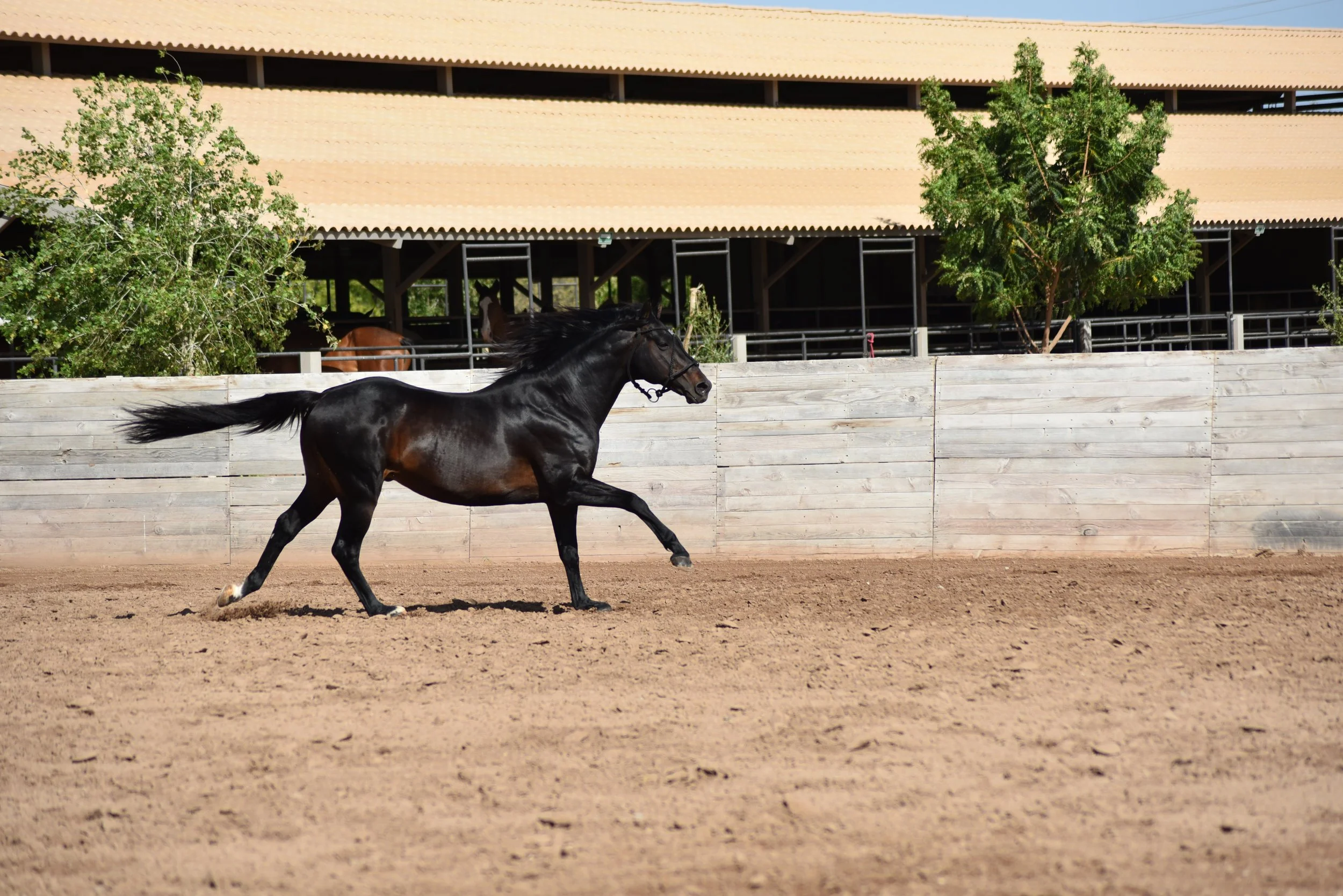 MACHITOS GARDEL POLO STALLION ARGENTINIAN LINEAGE ARGENTINE POLO PONIES 8.JPG