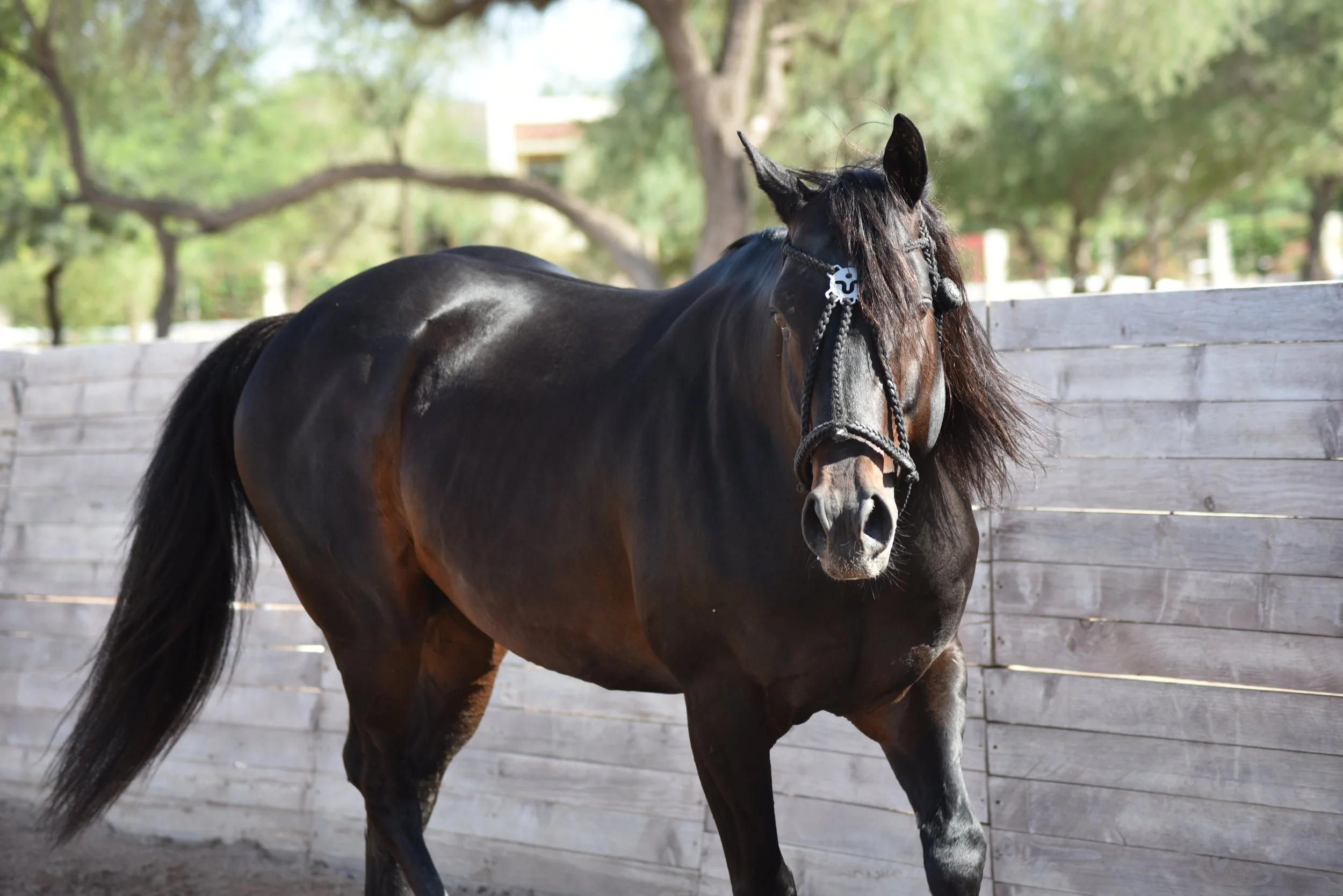 MACHITOS GARDEL POLO STALLION ARGENTINIAN LINEAGE ARGENTINE POLO PONIES 10.JPG