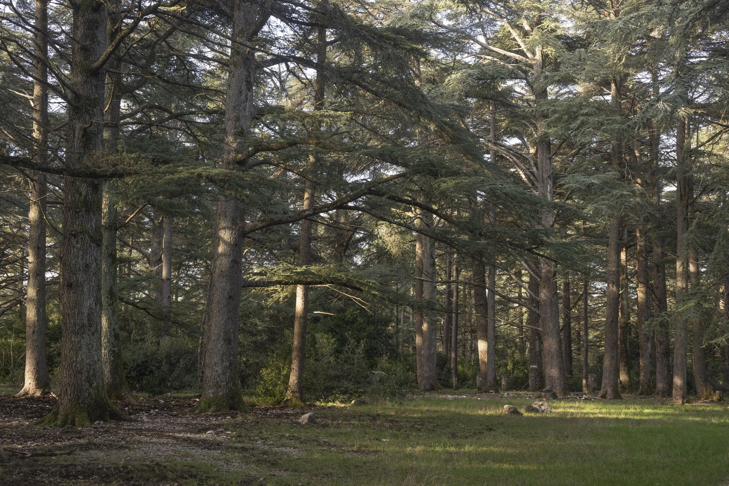 Forêt des Cèdres, France, January 2026