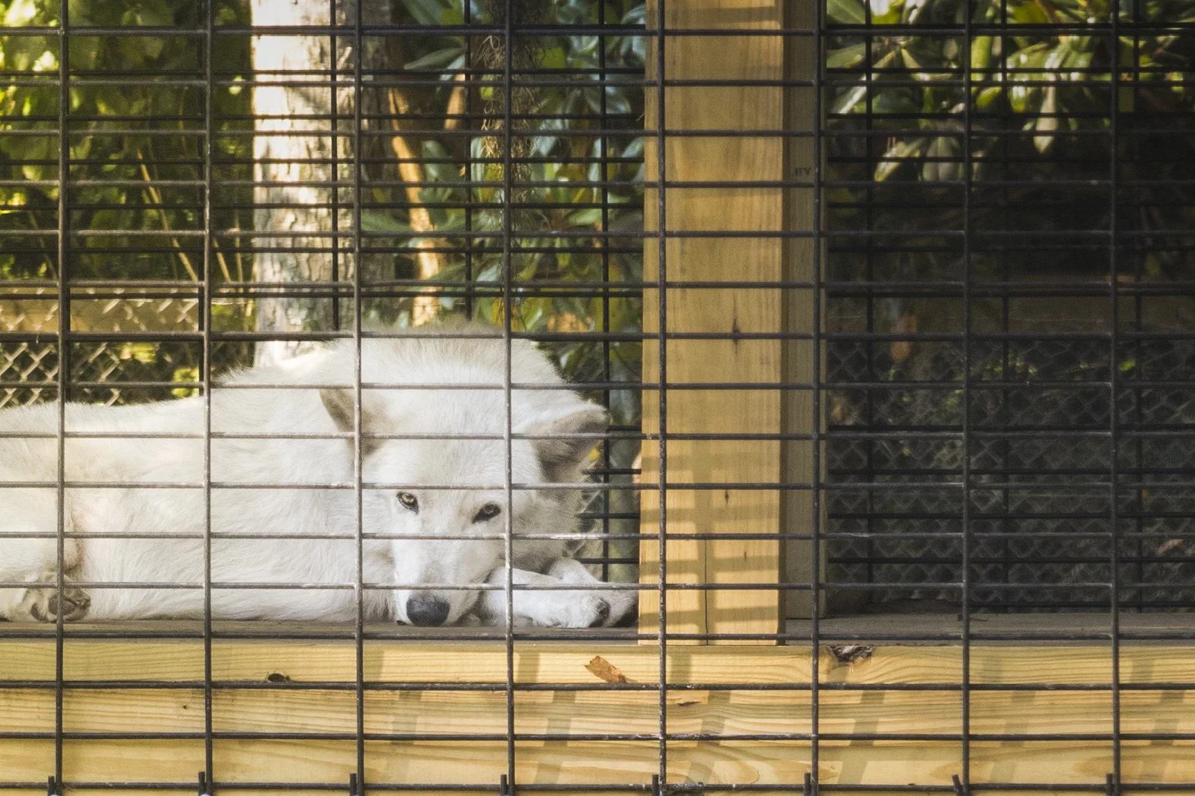 Oatland Island Project-8.jpg