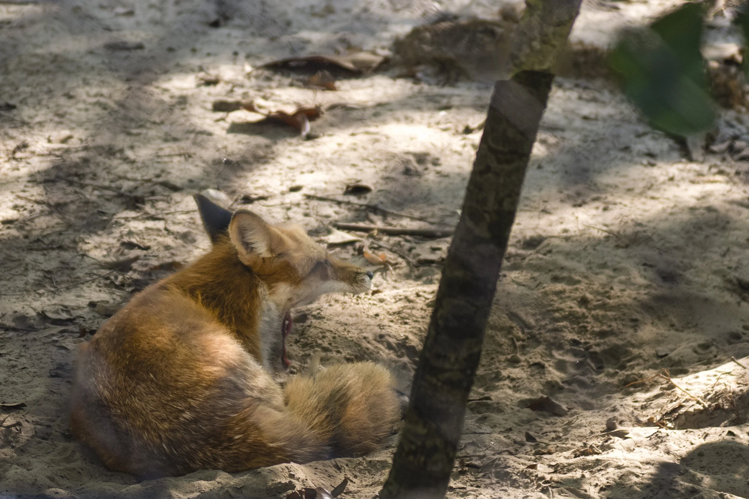 Oatland Island Project-5.jpg