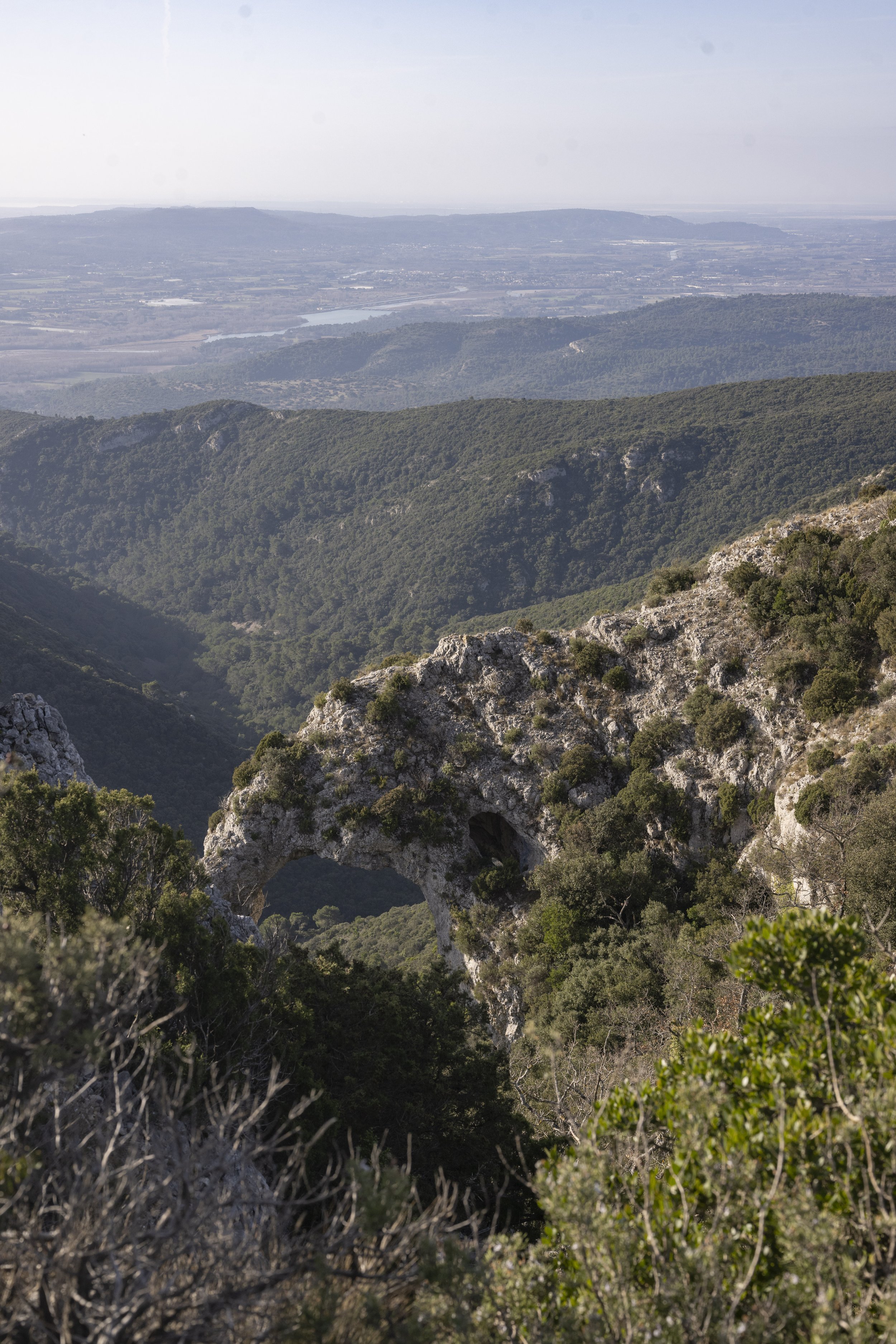 Forêt des Cèdres, France, January 2026