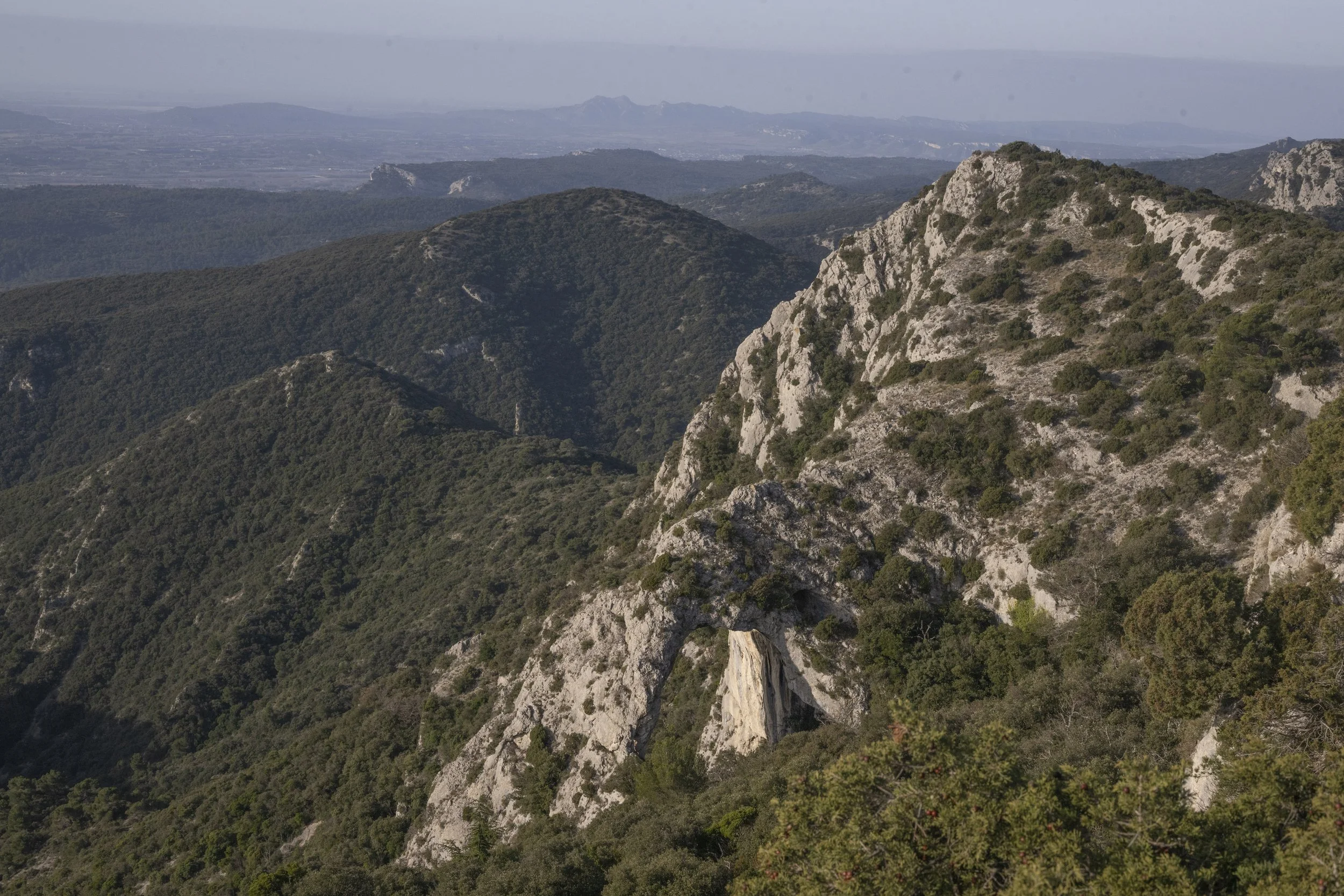 Forêt des Cèdres, France, January 2026