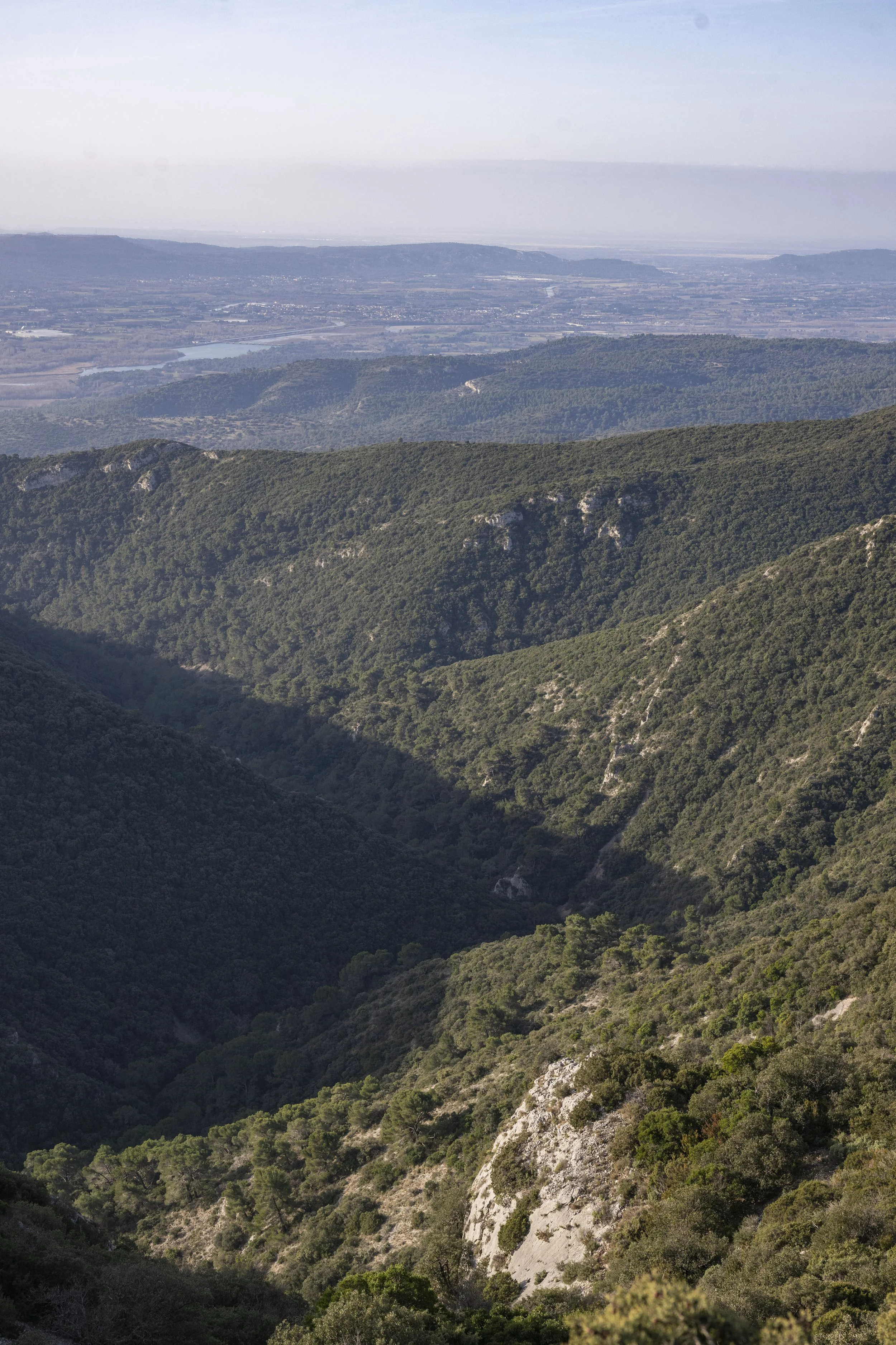 Forêt des Cèdres, France, January 2026