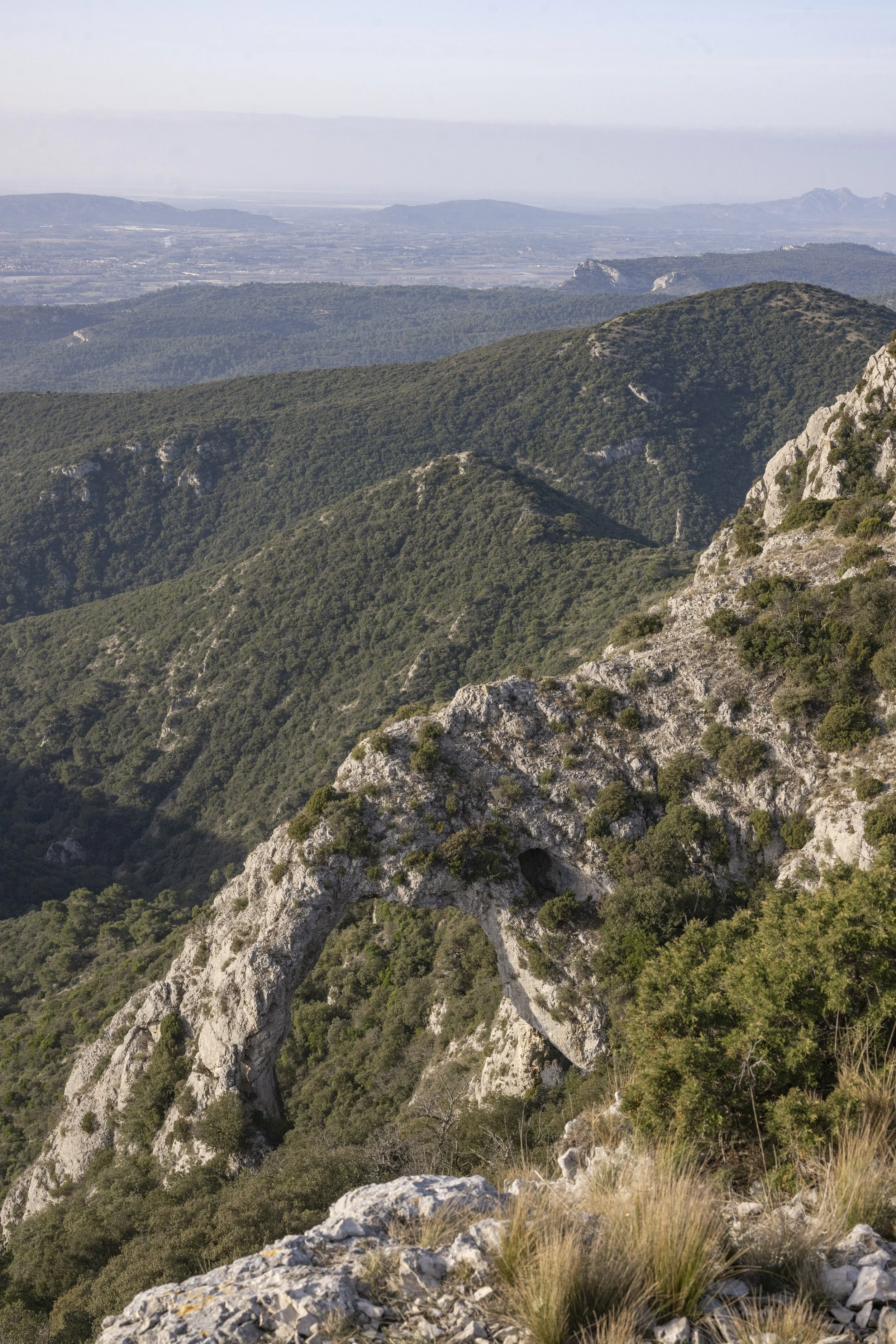 Forêt des Cèdres, France, January 2026