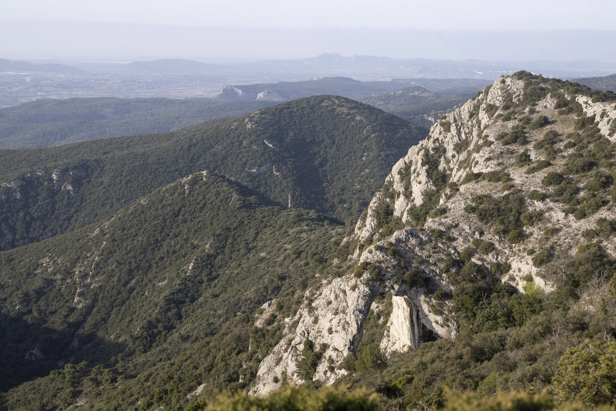 Forêt des Cèdres, France, January 2026