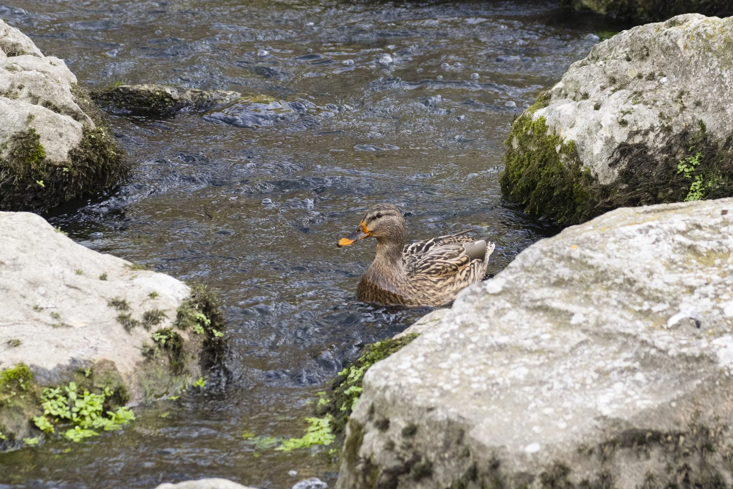 Fontaine-de-Vaucluse, France, January 2026