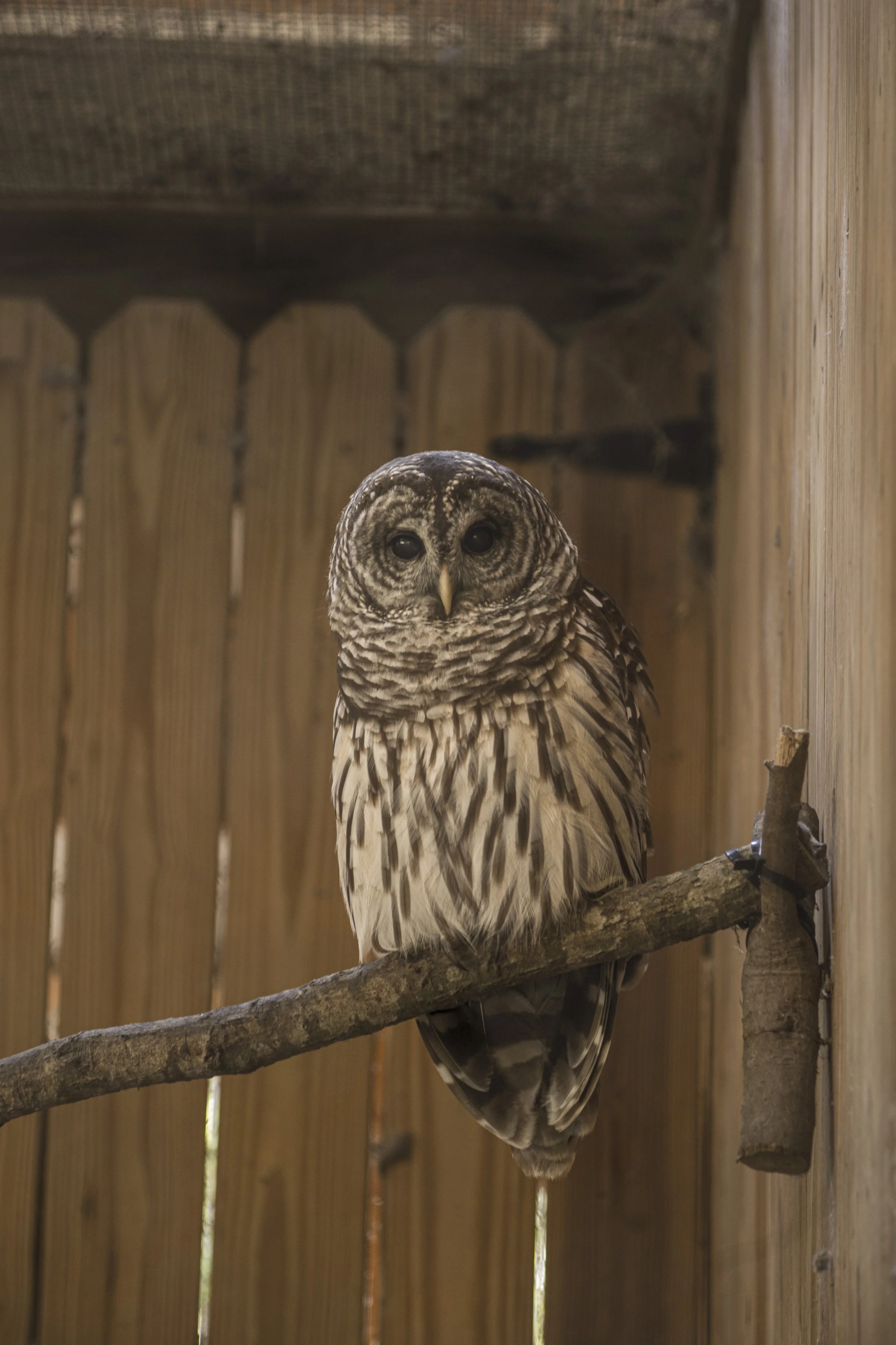 Oatland Island Project-2.jpg