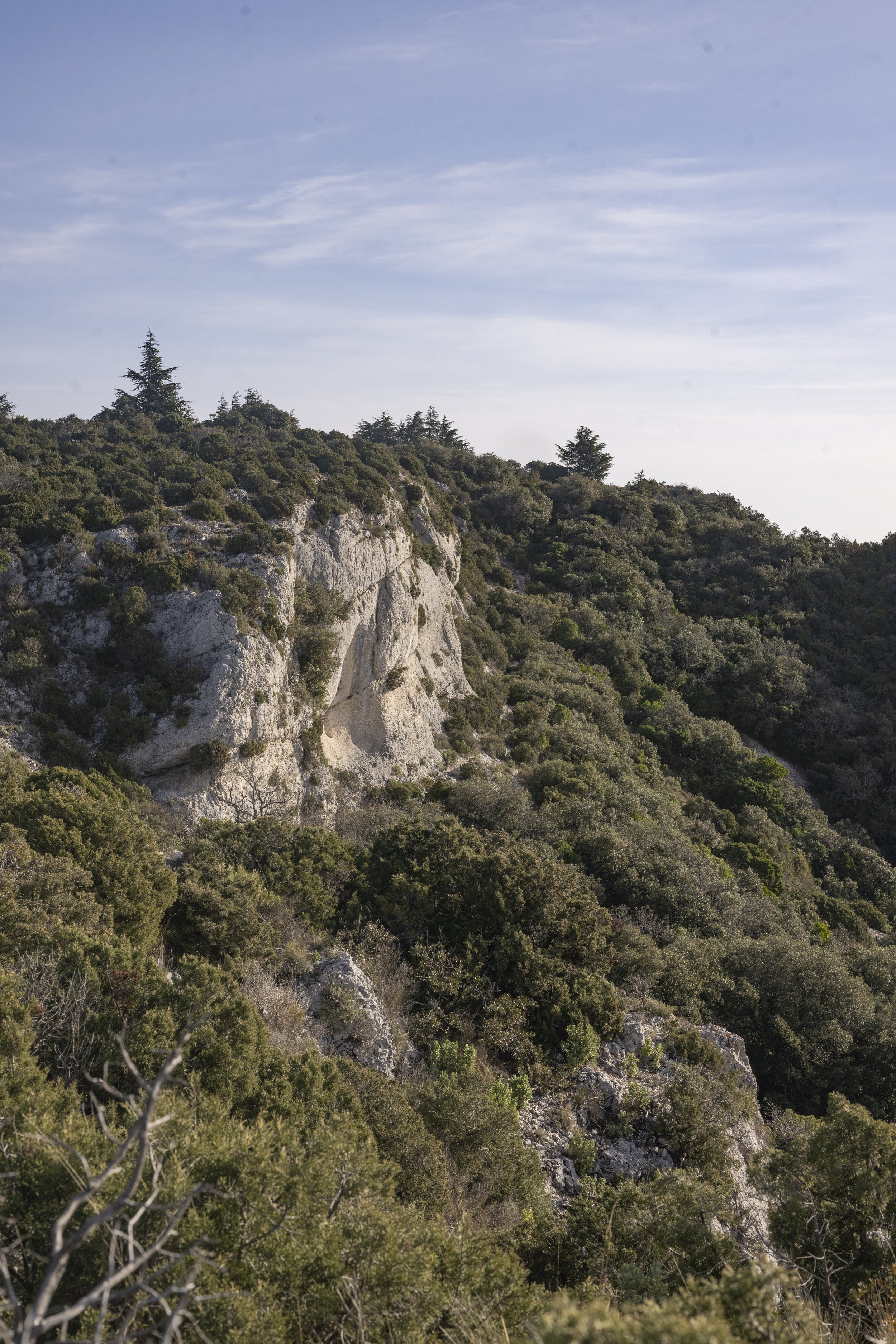Forêt des Cèdres, France, January 2026