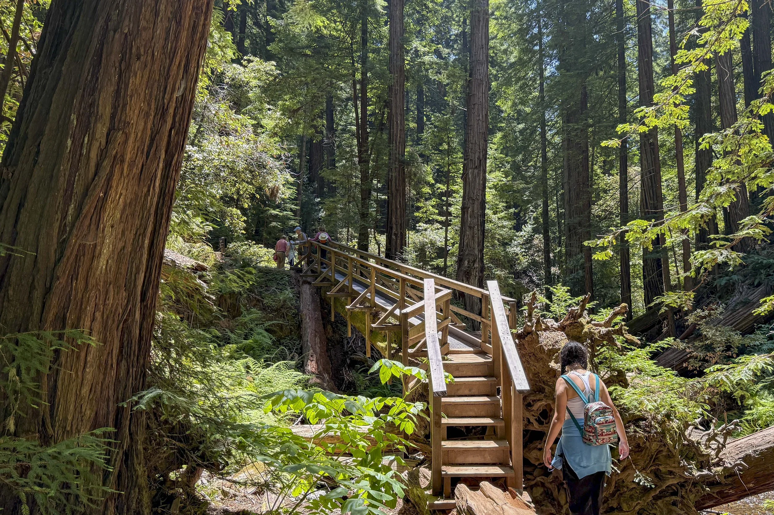 "Always There"
Mill Valley, CA, 06/29/2025