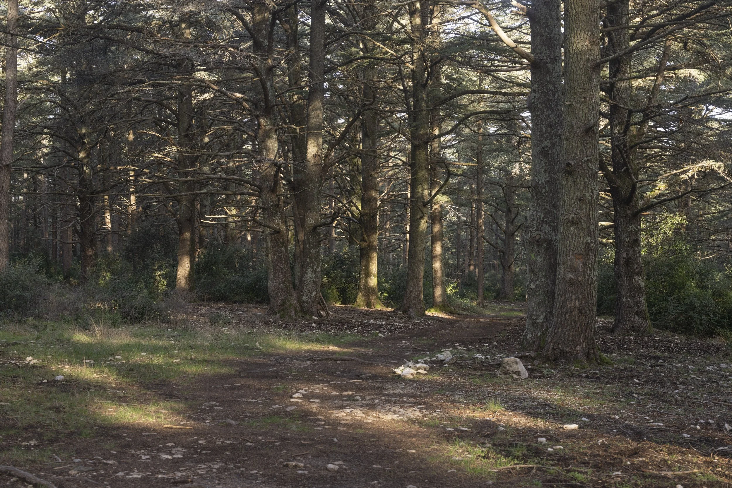 Forêt des Cèdres, France, January 2026
