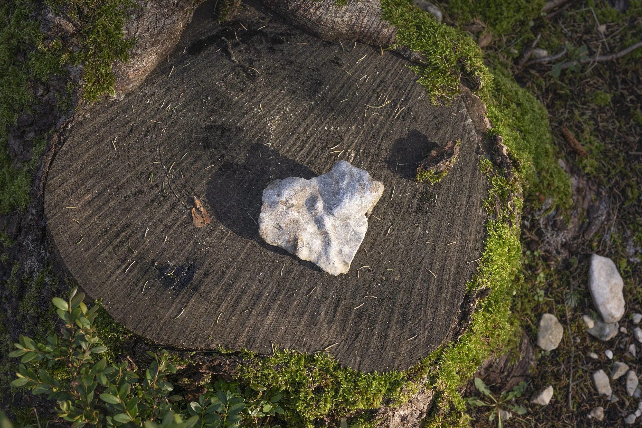 Forêt des Cèdres, France, January 2026