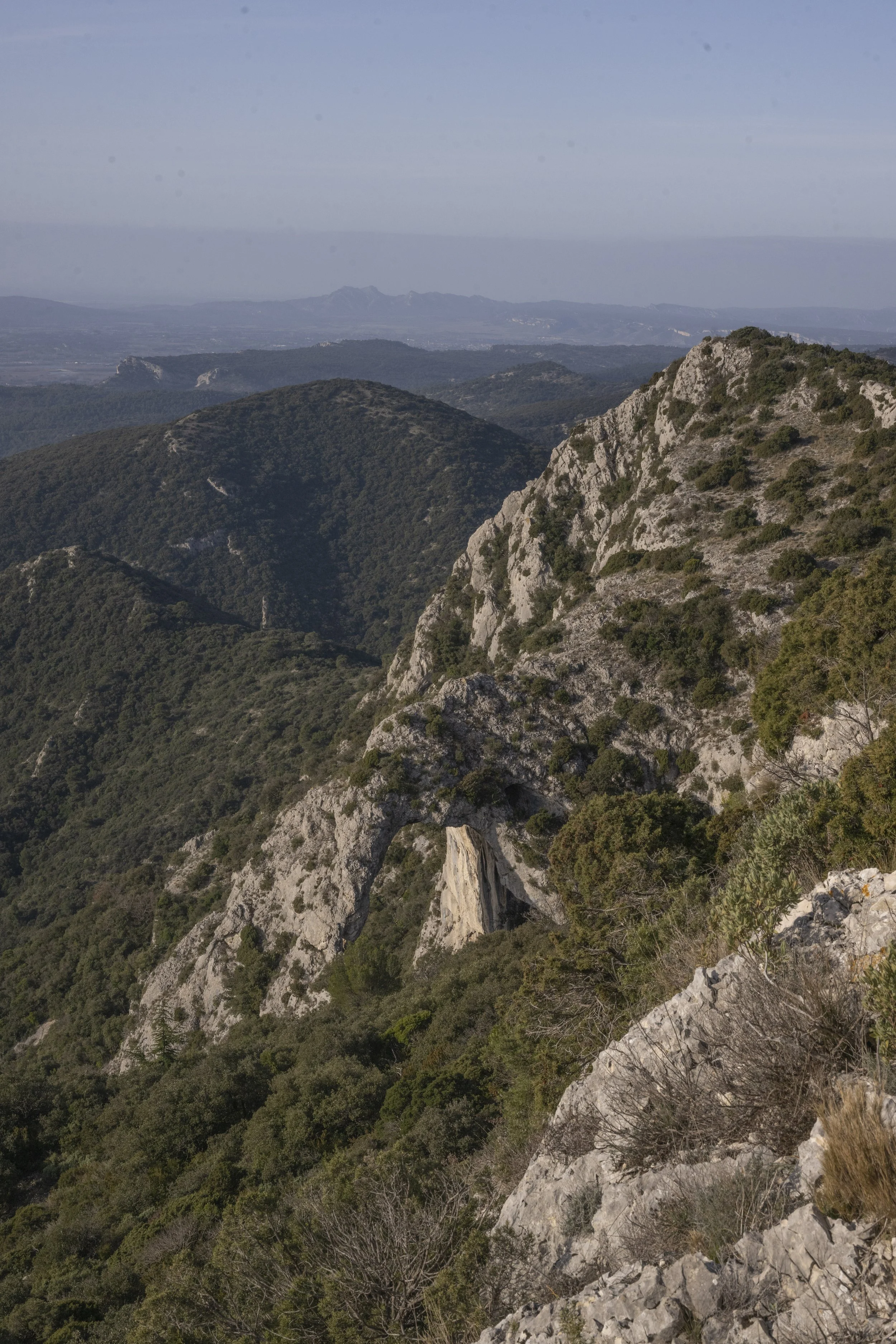 Forêt des Cèdres, France, January 2026