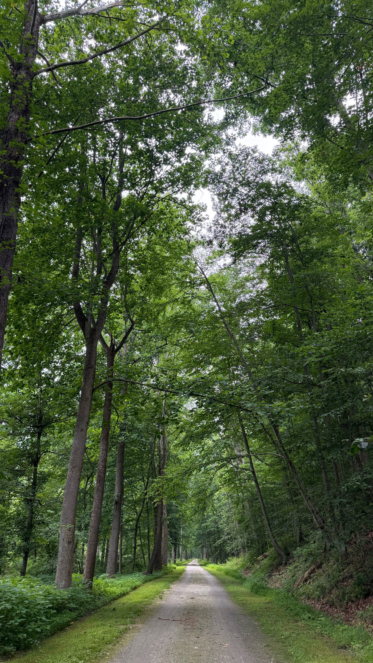 A gravel forest path surrounded by tall green trees with a canopy overhead, slightly fading into the distance.