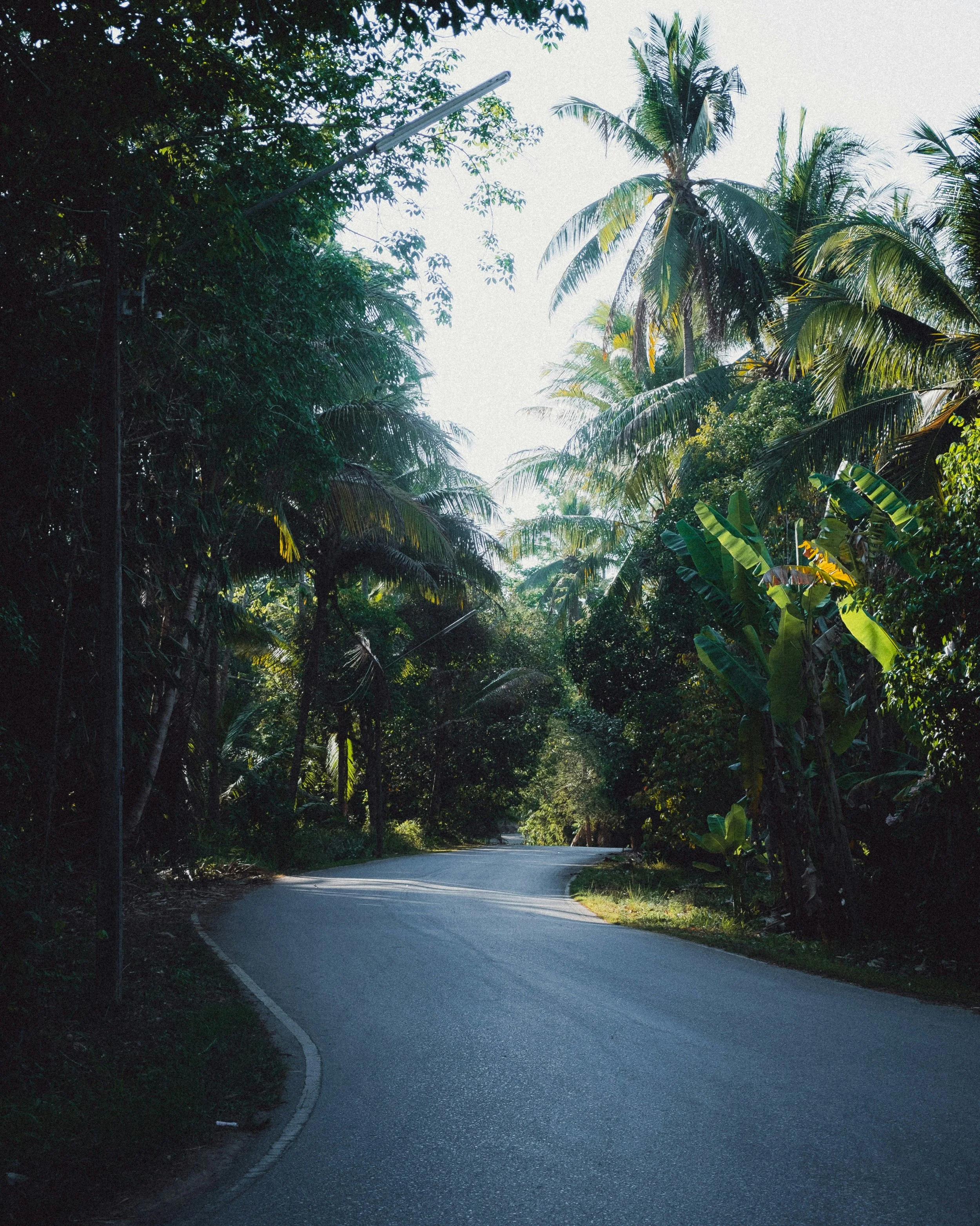 Une route sinueuse entourée de végétation tropicale dense avec des arbres arborescents, notamment des palmiers, sous un ciel ensoleillé.