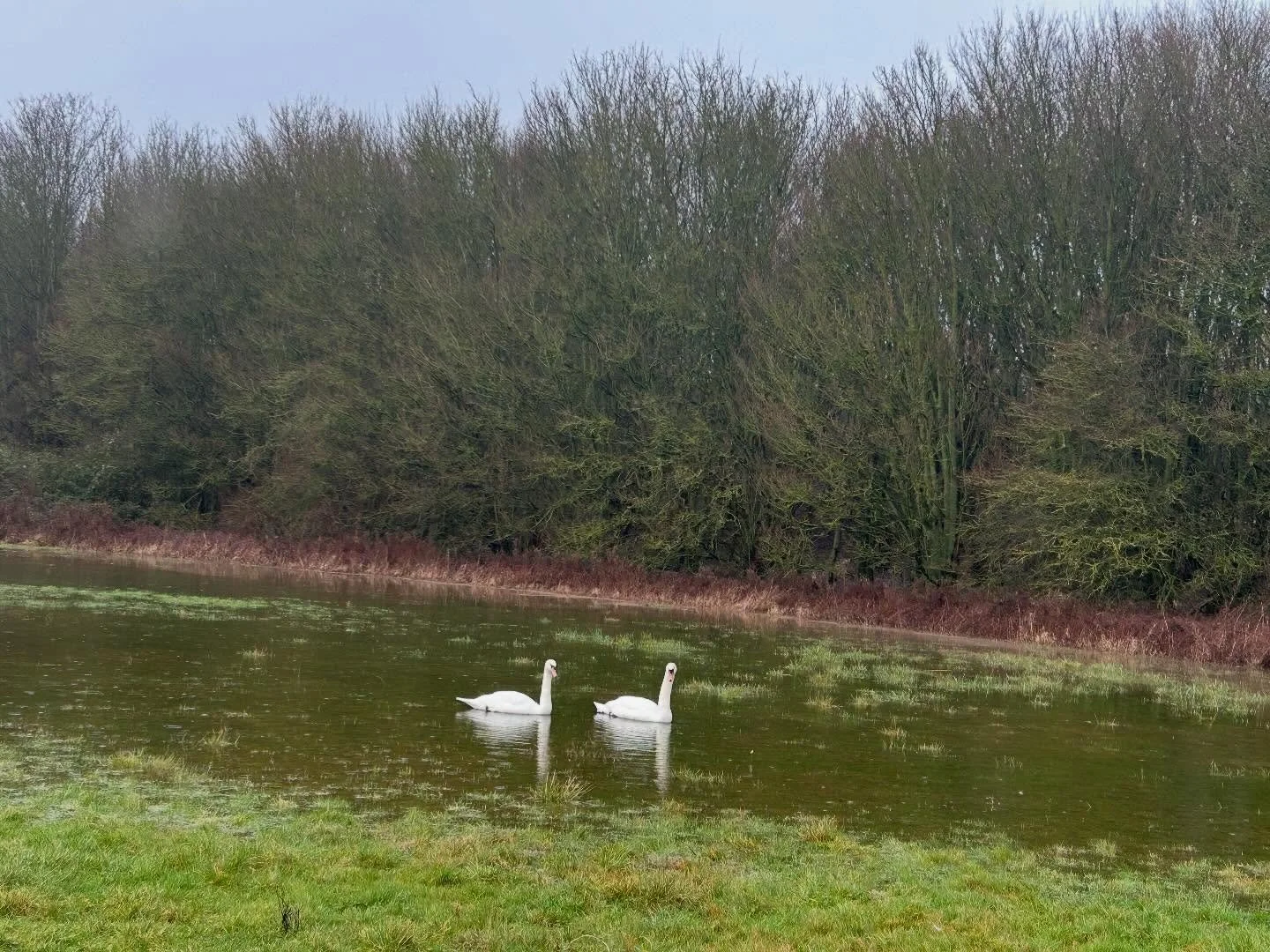 Here in rainy England the swans have swapped the lake for the field. Great weather for rowers though.