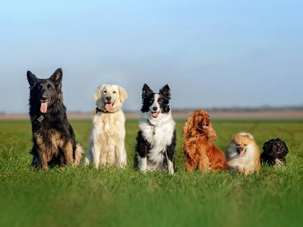 Pack of 6 In-Home Sessions
