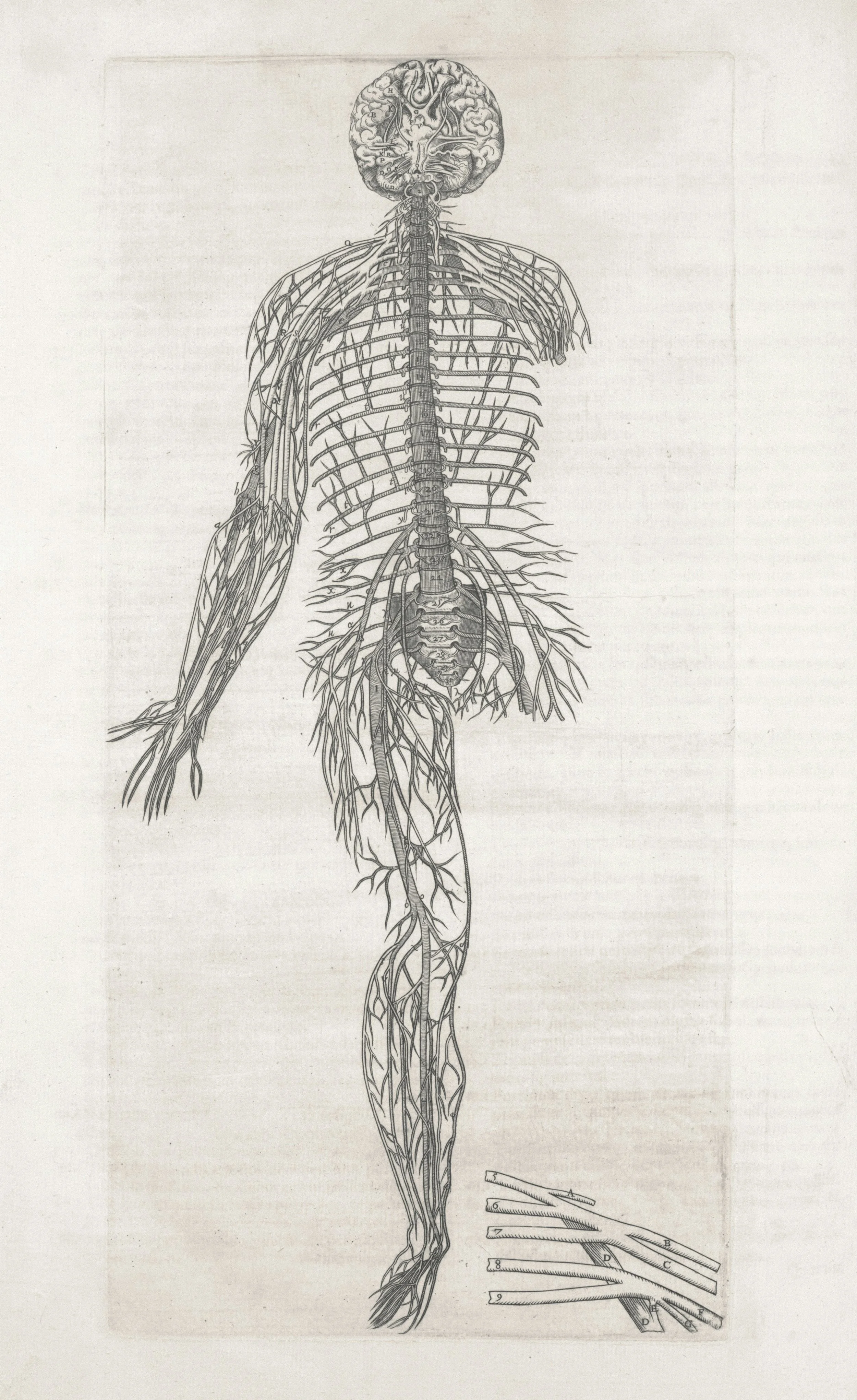 illustration of the human nervous system showing the relationship between the spine, spinal cord, and peripheral nerves