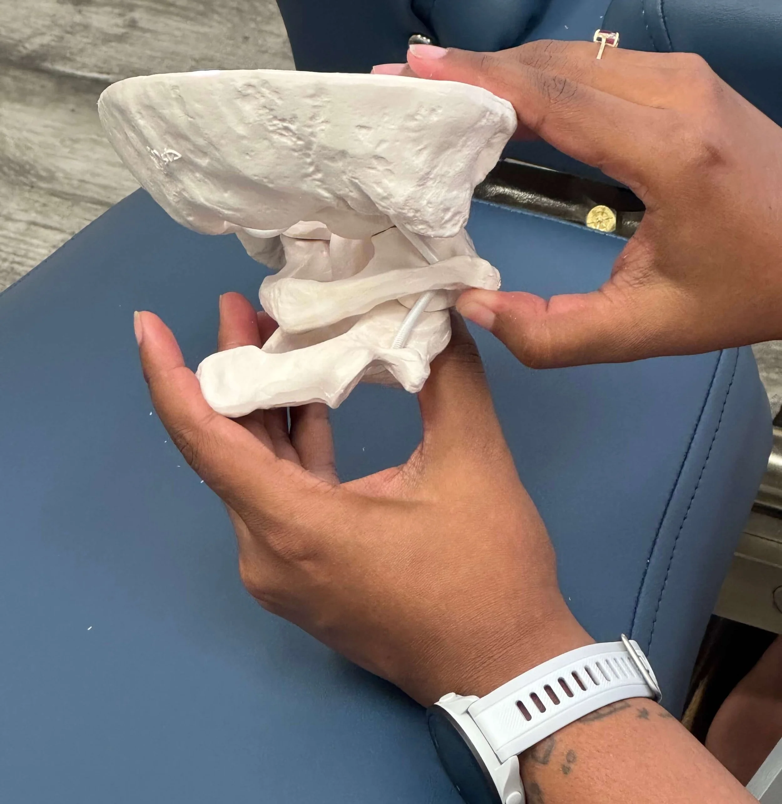 Upper cervical spine model used to explain the technique.