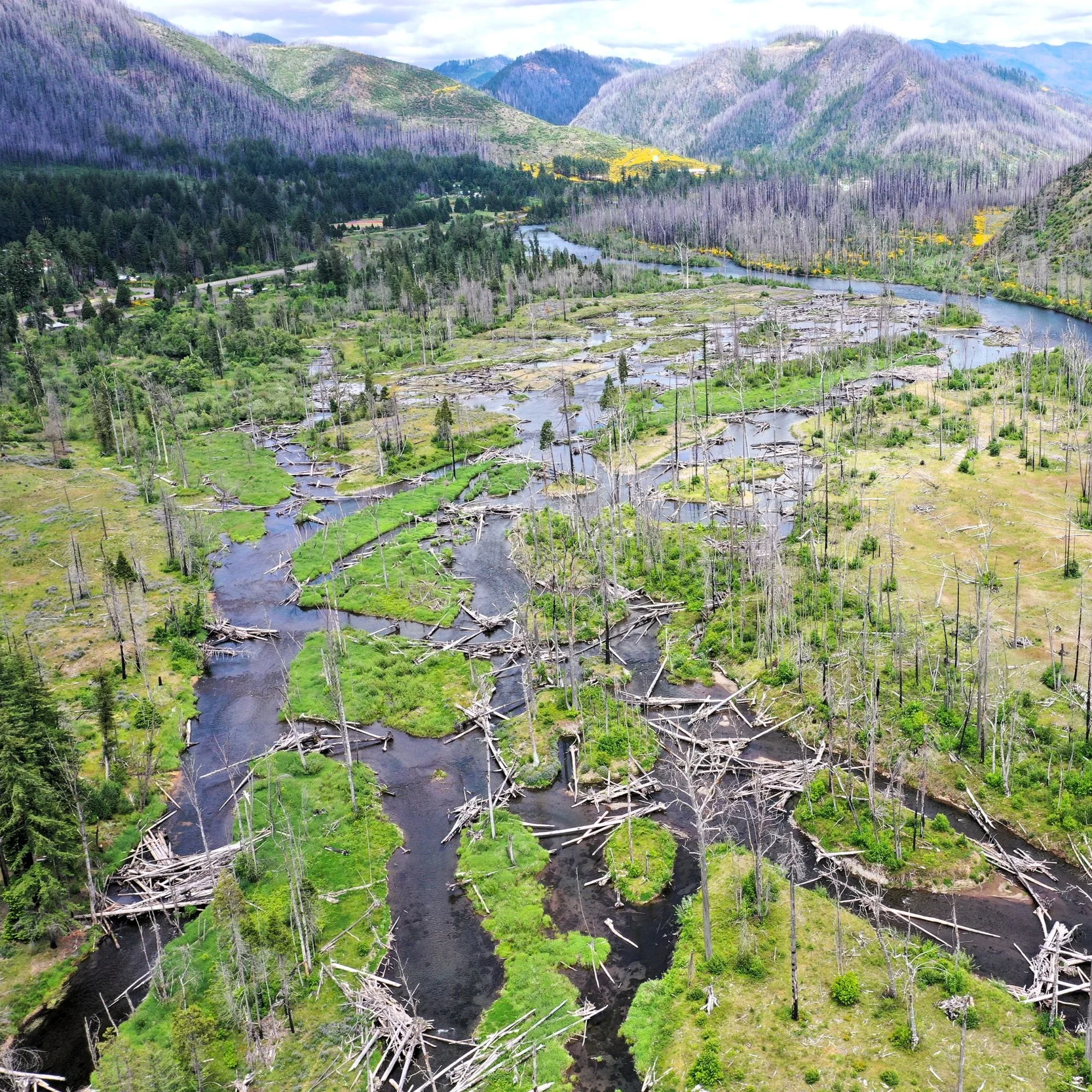 Aerial view of a river in a valley surrounded by mountains, with many dead trees and fallen logs in the water and on the land, indicating environmental damage.