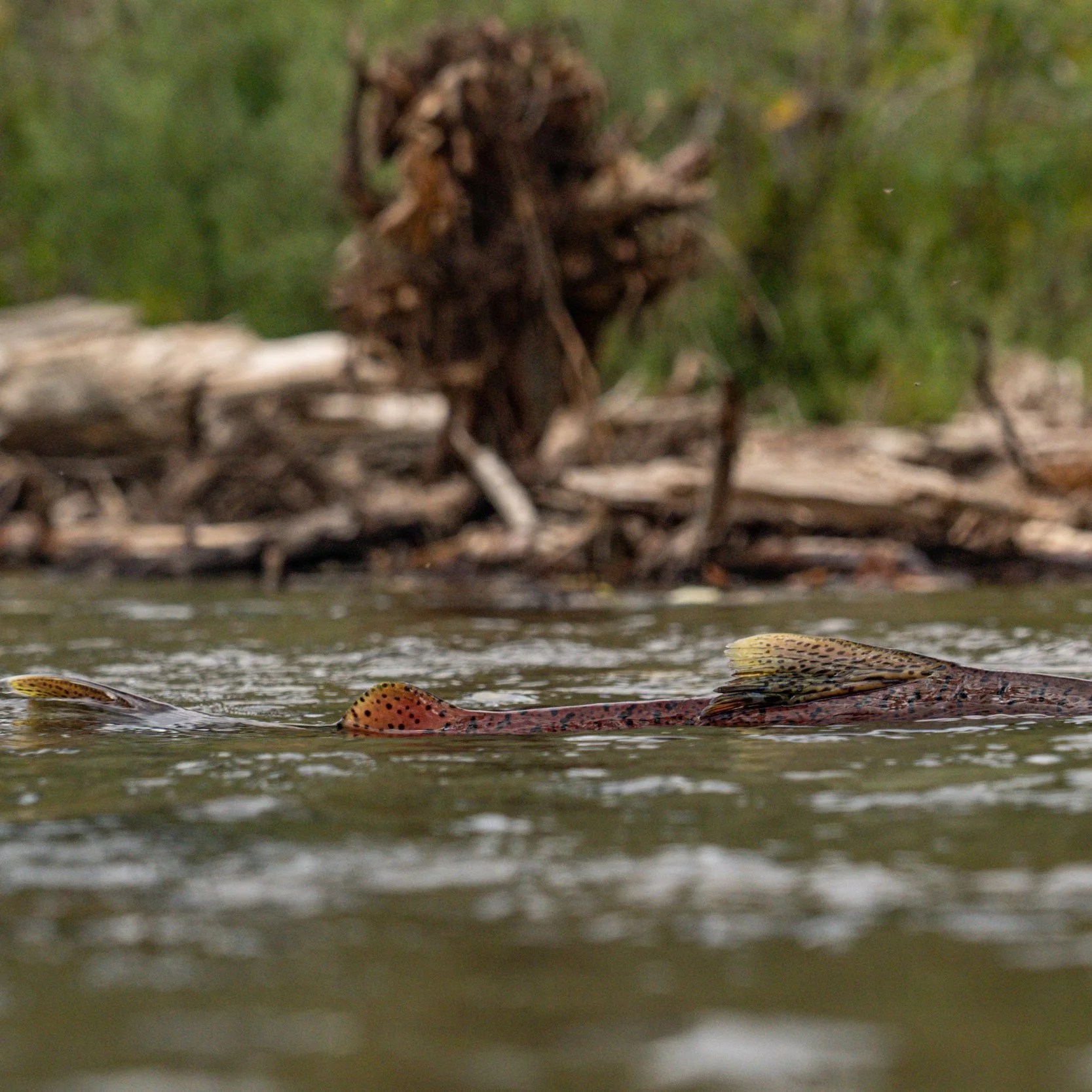 A close-up of a brown trout swimming in a river near the shoreline with trees and a fallen log in the background.
